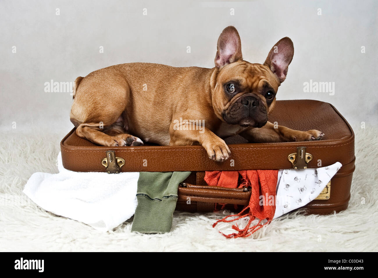 French bulldog lying on a messily packed suitcase Stock Photo - Alamy