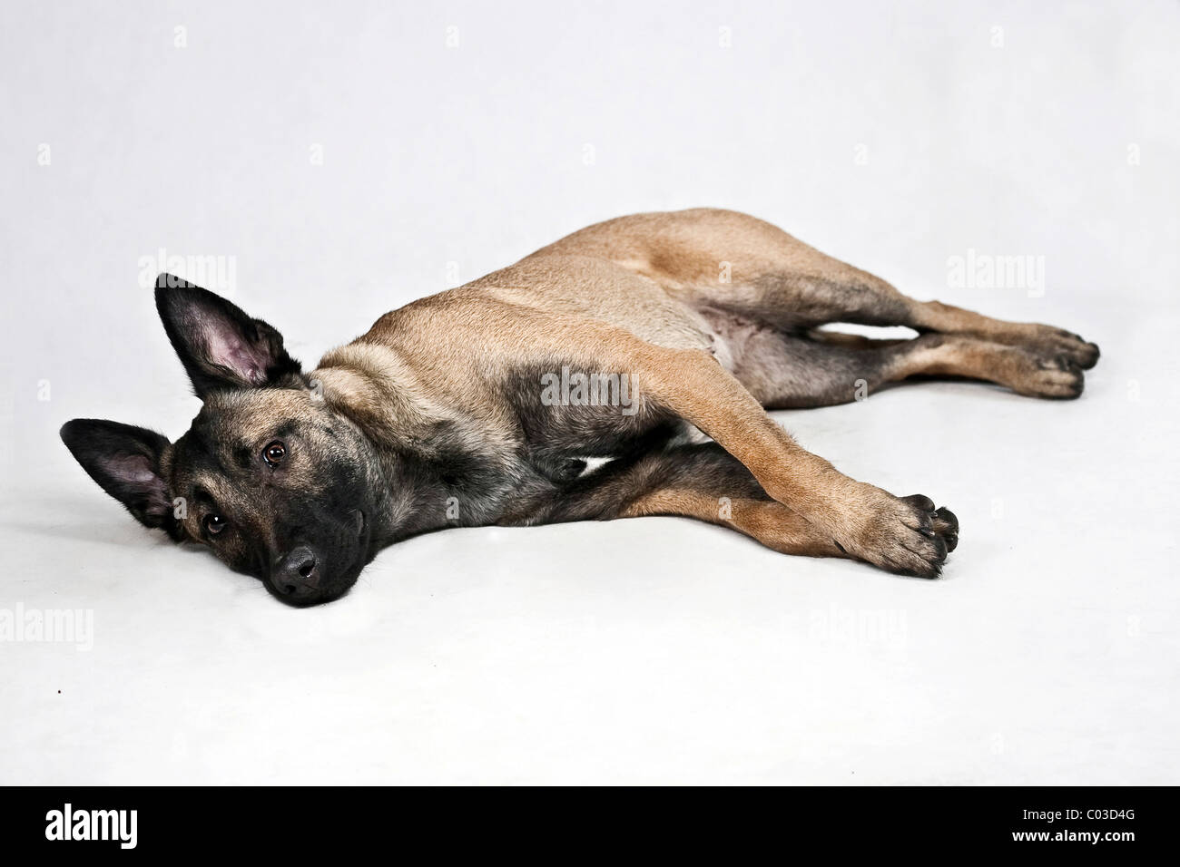 Dog lying store on side