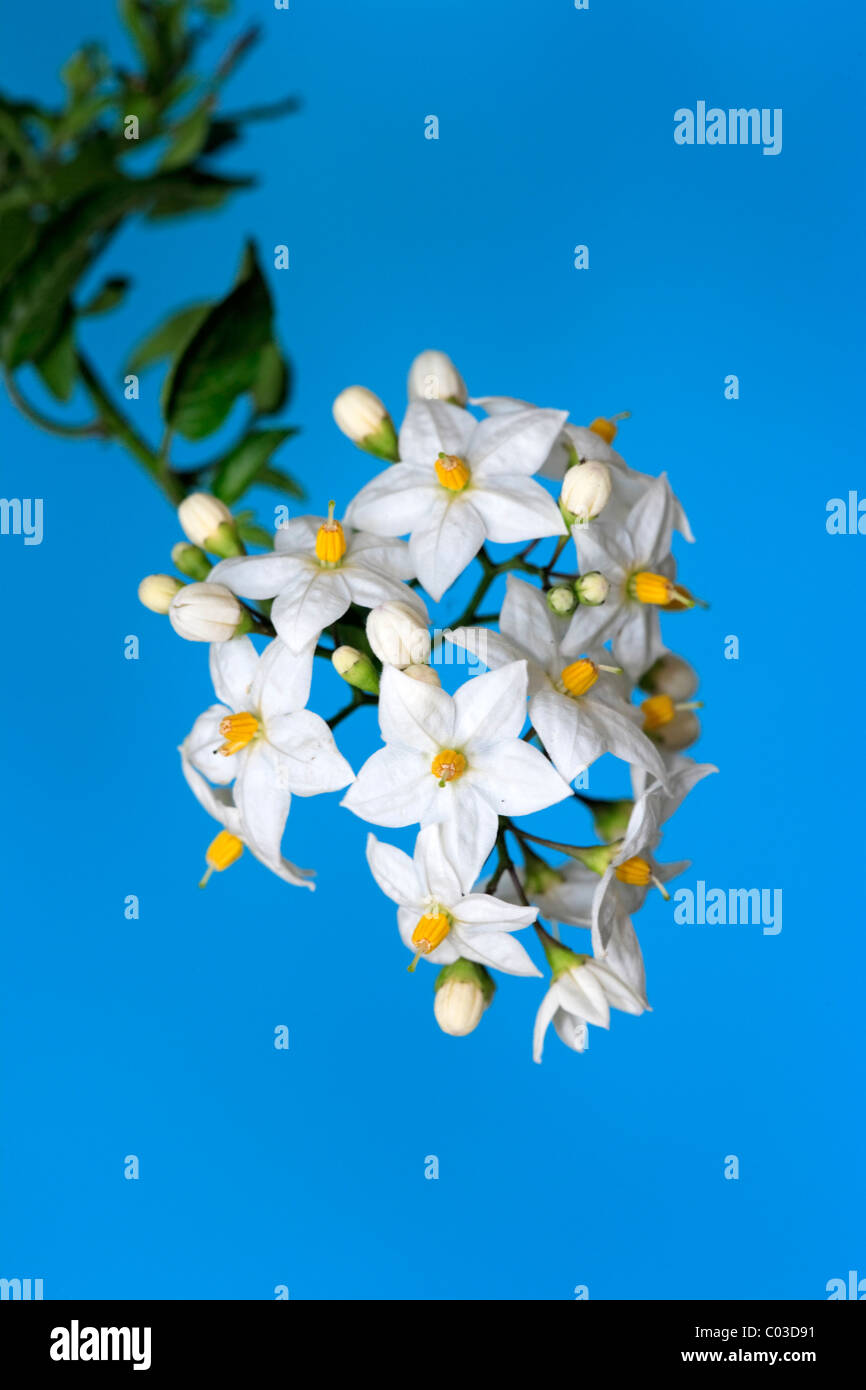 Jasmine Nightshade (Solanum jasminoides), blooming, Brazil, South America Stock Photo