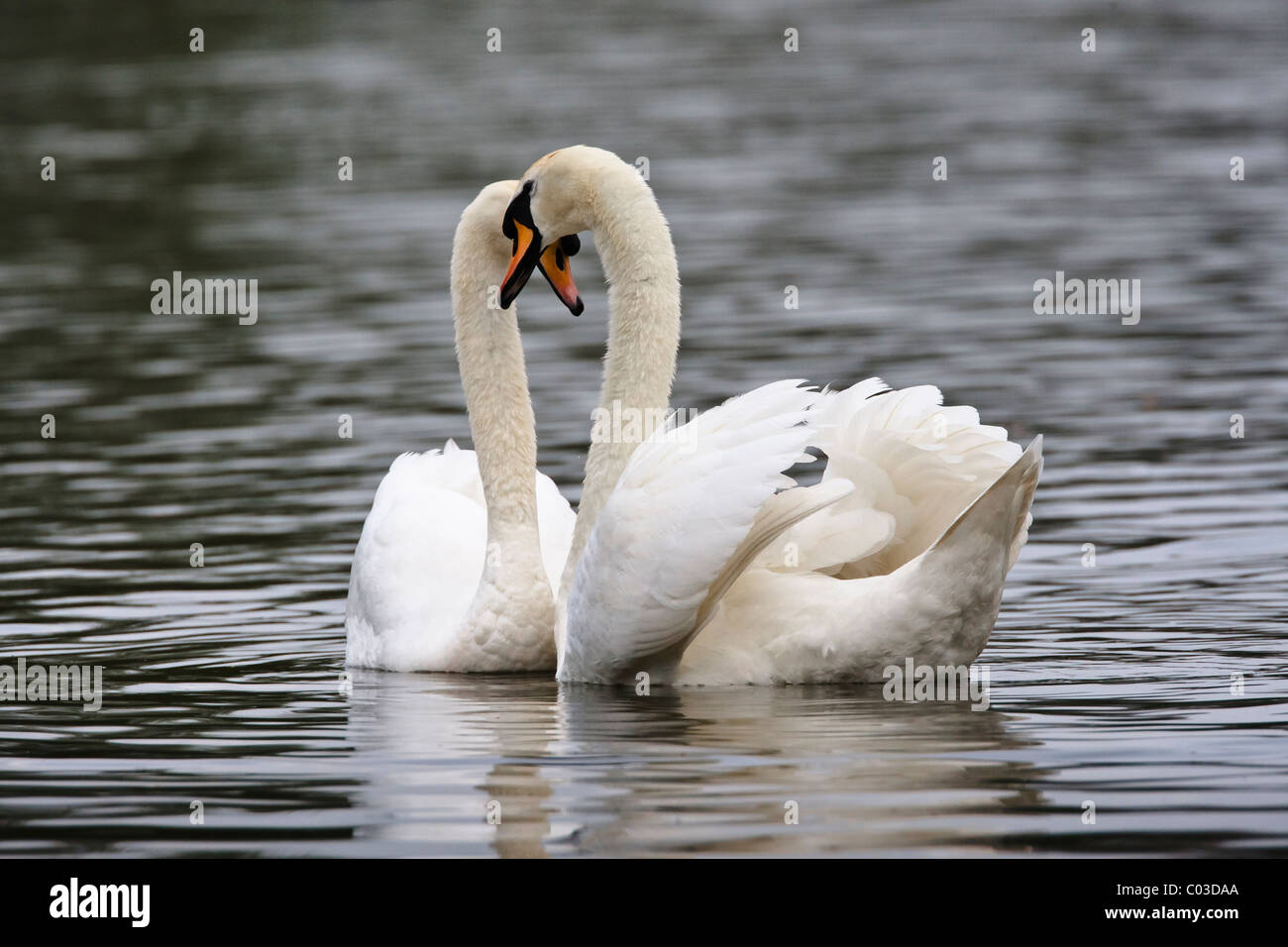 Mute swans in courtship pairing with the pair forming a heart shape Stock Photo