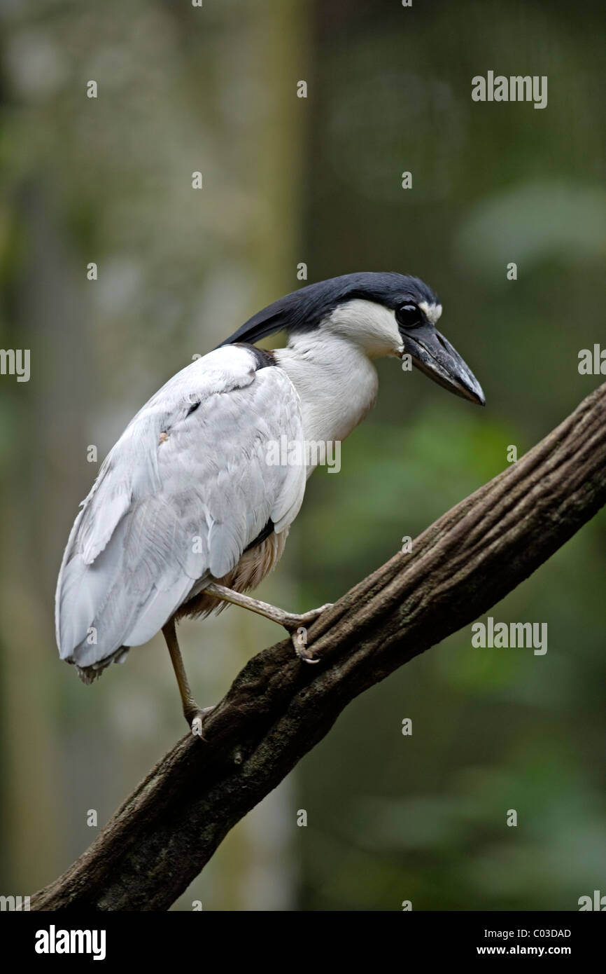 Boat-billed Heron (Cochlearius cochlearius), adult on a tree, Pantanal, Brazil, South America Stock Photo