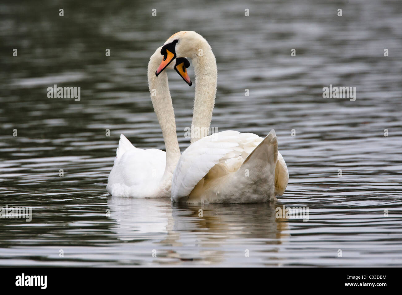 Mute swans in courtship pairing with the pair forming a heart shape Stock Photo