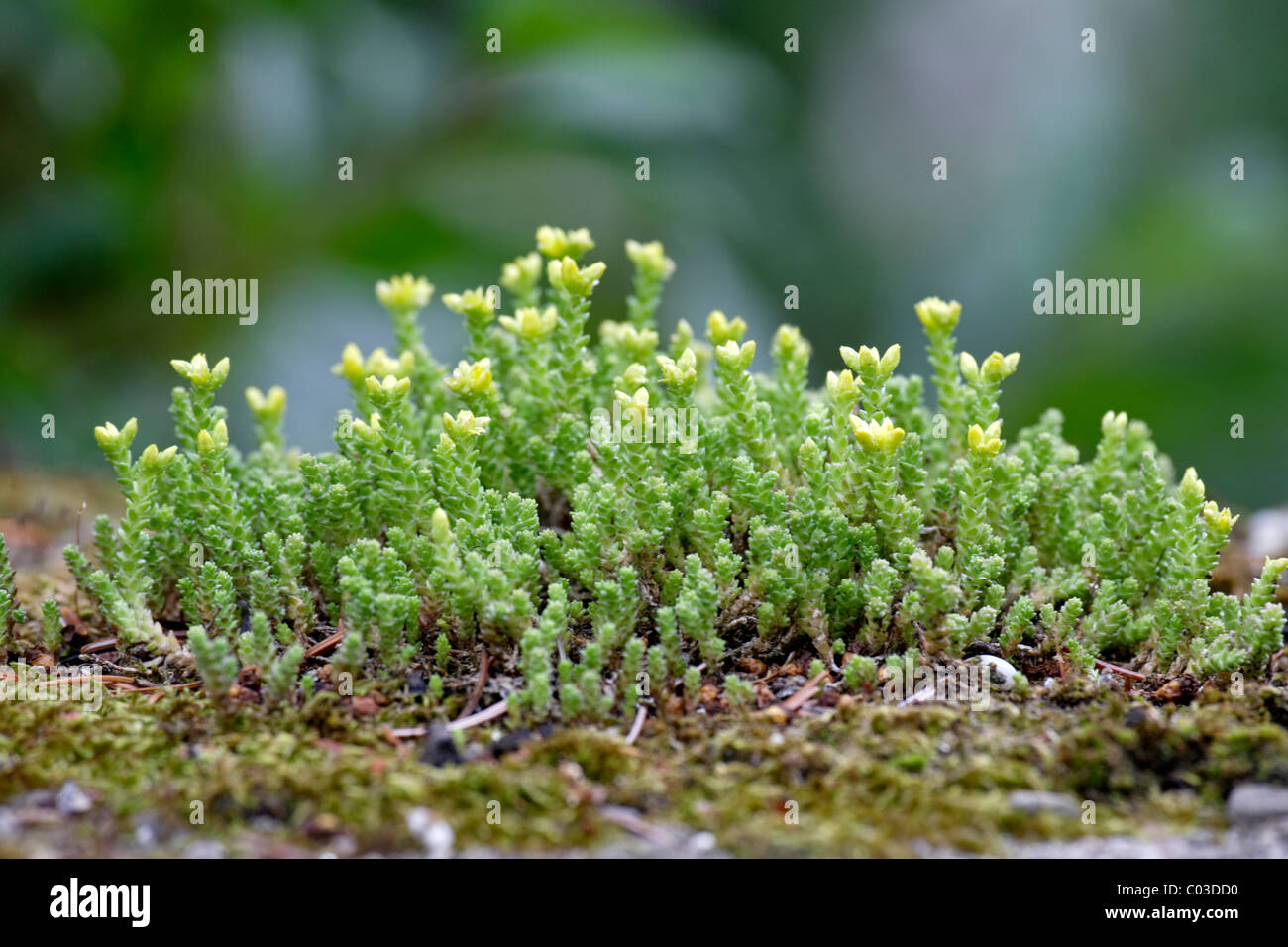 Goldmoss Stonecrop or Wallpepper (Sedum acre), blooming, Germany, Europe Stock Photo
