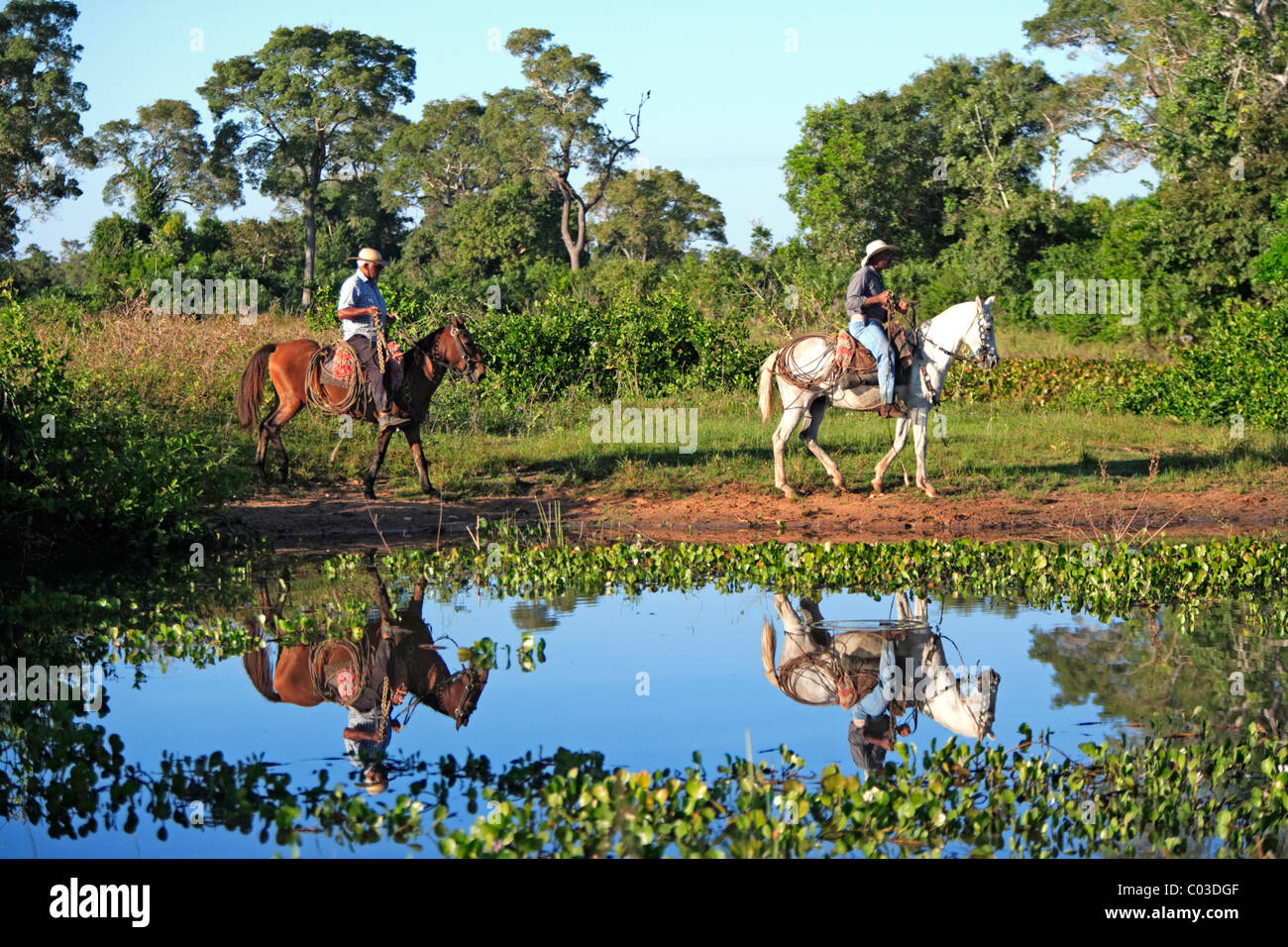 Pantanal cowboys riding Pantaneiro horses, Pantanal, Brazil, South America Stock Photo