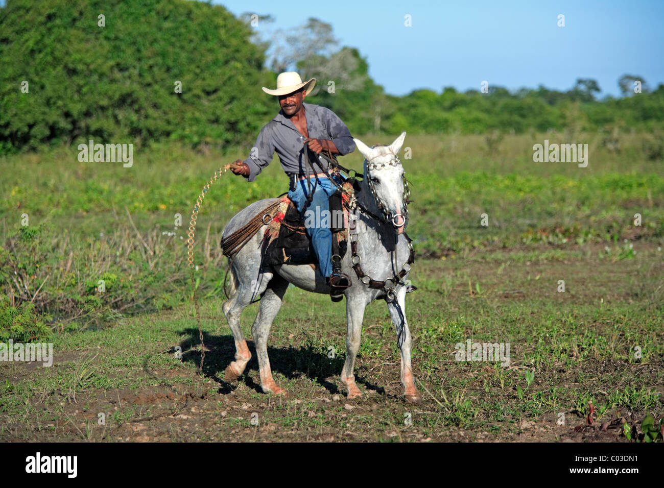 Peões pantaneiros tocando boiada com chicote de metal no Pantanal, Pantanal cowboys escorting the cattle with metal whip in Pantanal