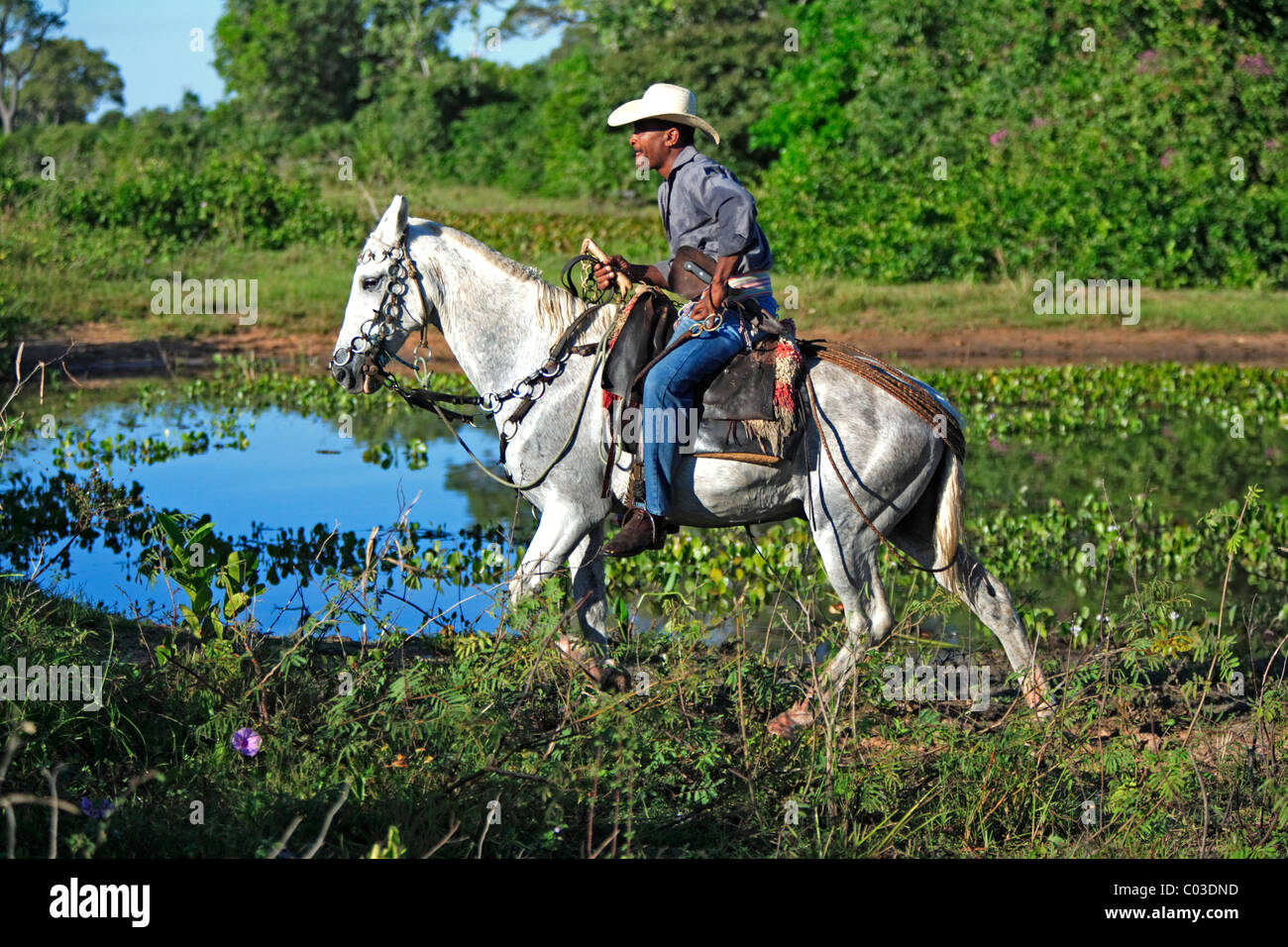 Pantanal Cowboy ridding a Pantaneiro horse, Pantanal, Brazil, South