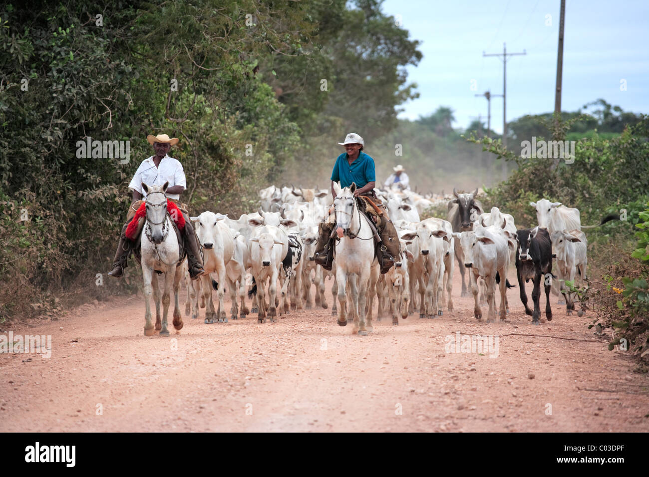Pantanal cowboys riding Pantaneiro horses, cattle drive, Pantanal