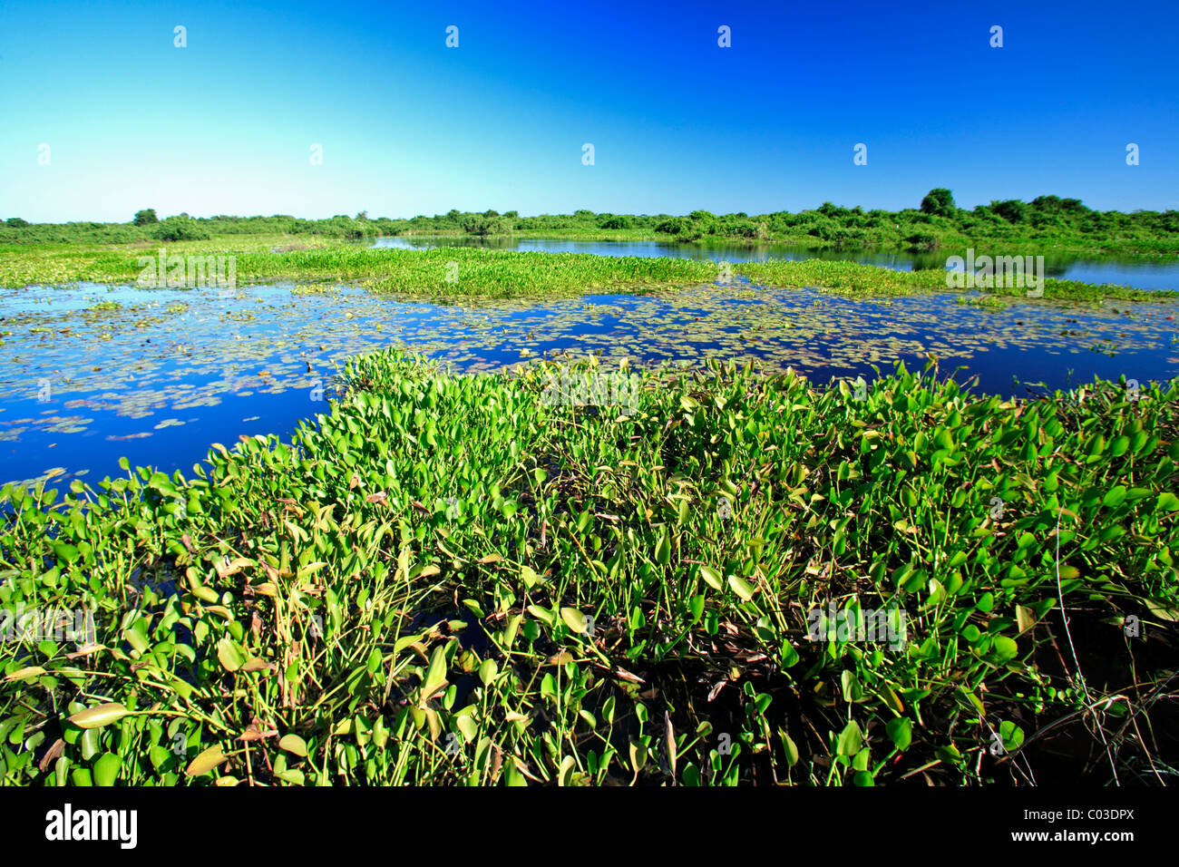 Landscape with water, Pantanal, Brazil, South America Stock Photo