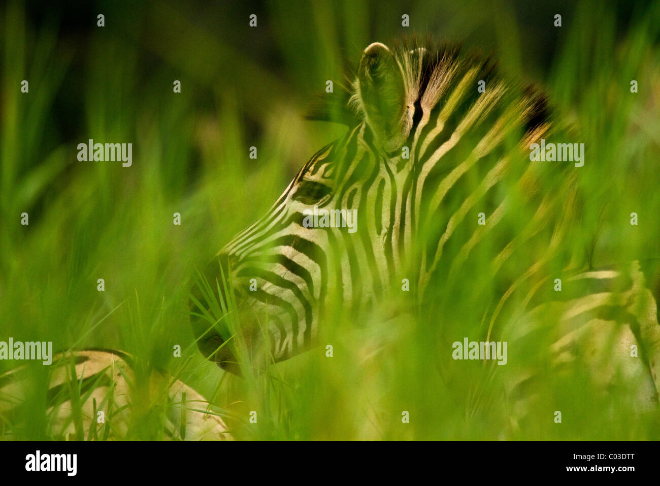 Plains zebra hidden through grass South Africa Stock Photo
