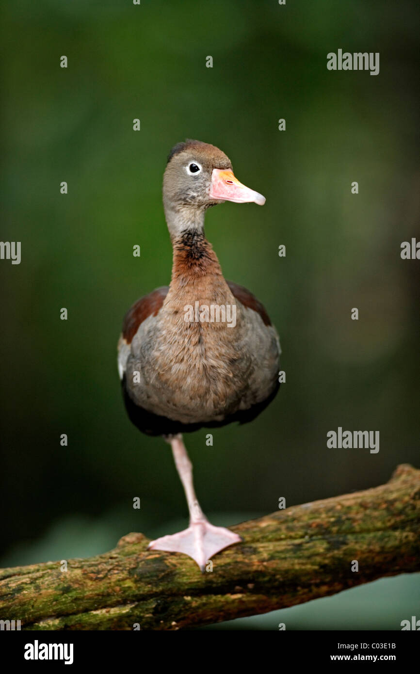 Black-bellied Whistling Duck (Dendrocygna autumnalis), adult on a tree, Pantanal, Brazil, South America Stock Photo