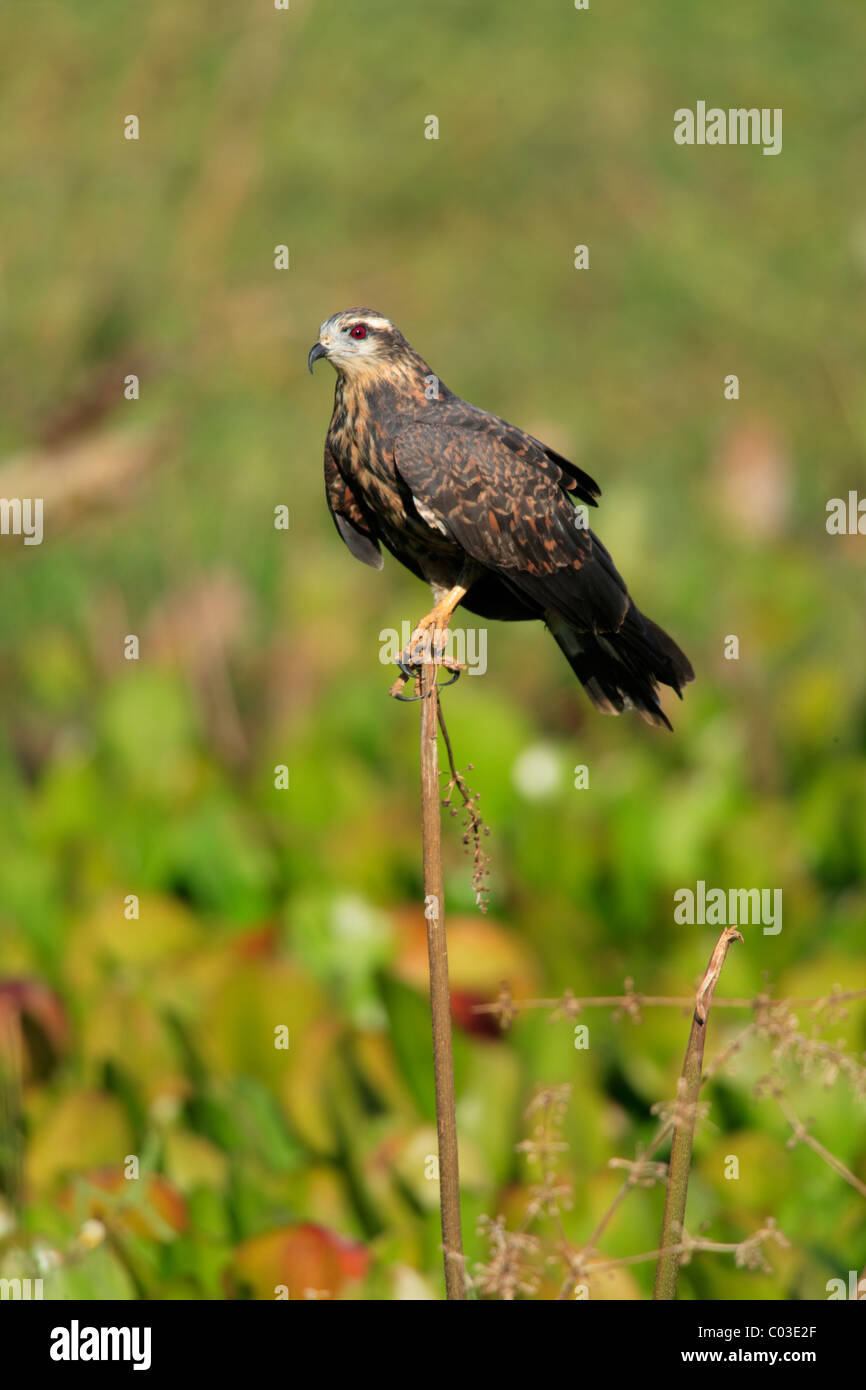 Snail Kite (Rostrhamus sociabilis), adult female perched on a lookout, Pantanal, Brazil, South America Stock Photo
