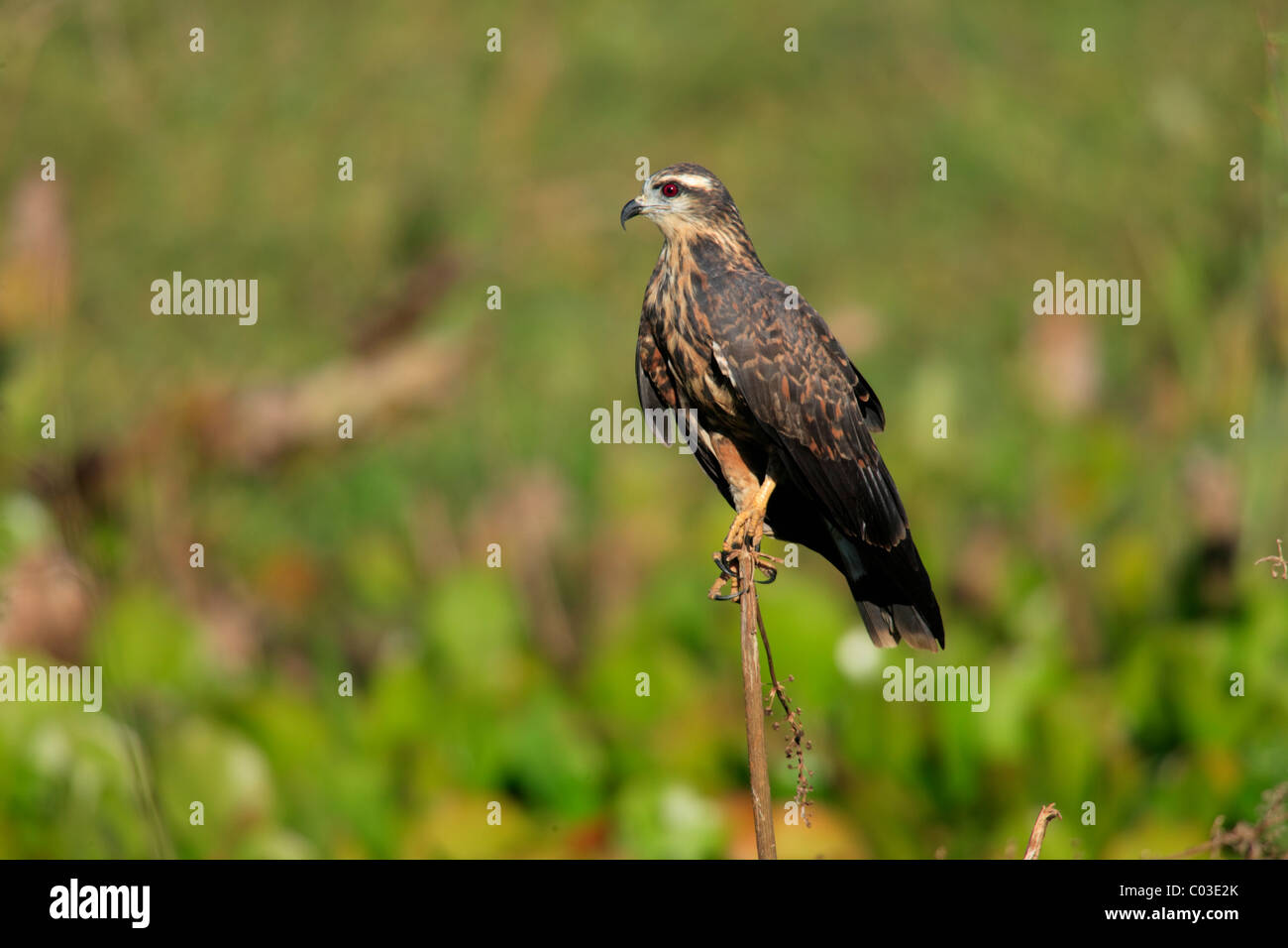 Snail Kite (Rostrhamus sociabilis), adult female perched on a lookout, Pantanal, Brazil, South America Stock Photo