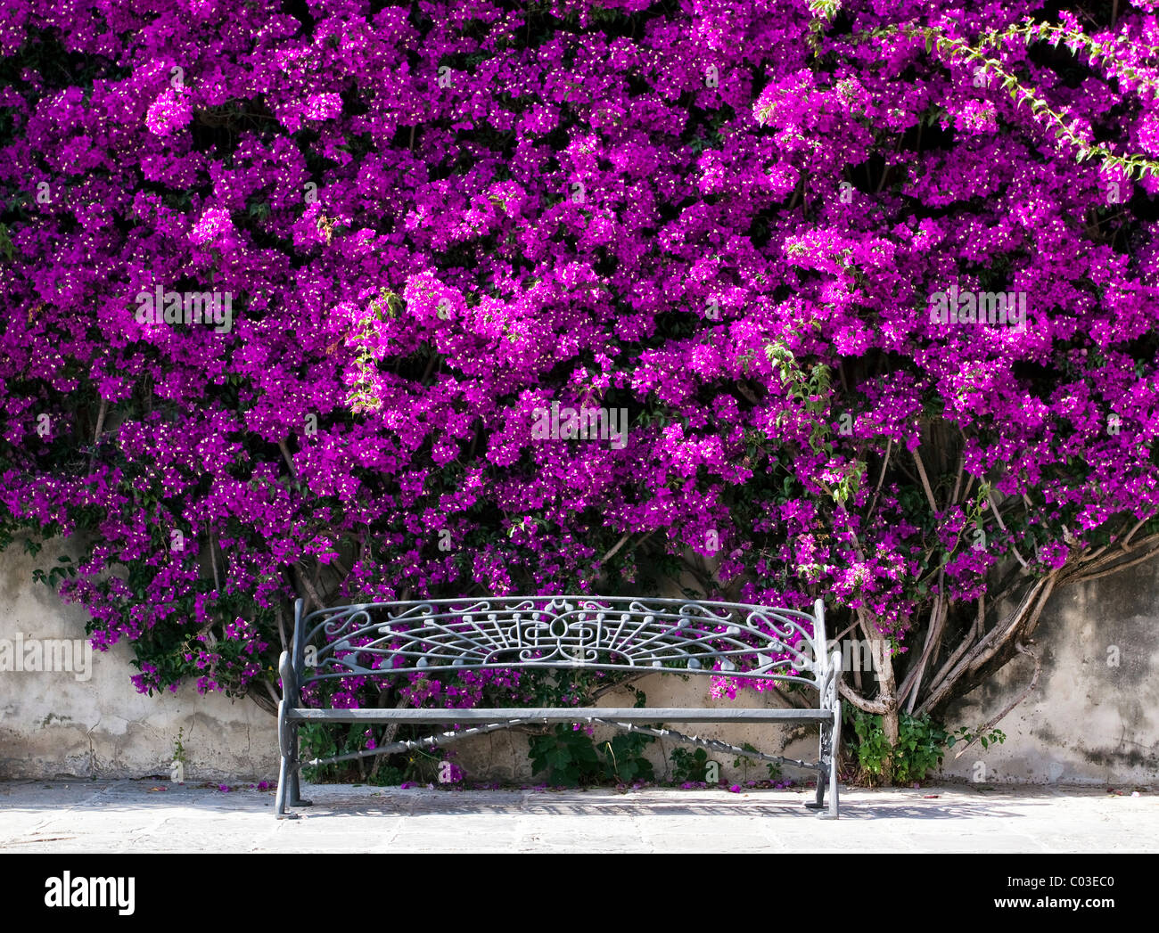 Bench under a bush of Bougainville (Bougainvillea) Stock Photo