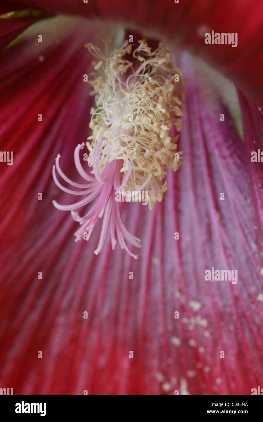 Hollyhock stamen and anther Stock Photo