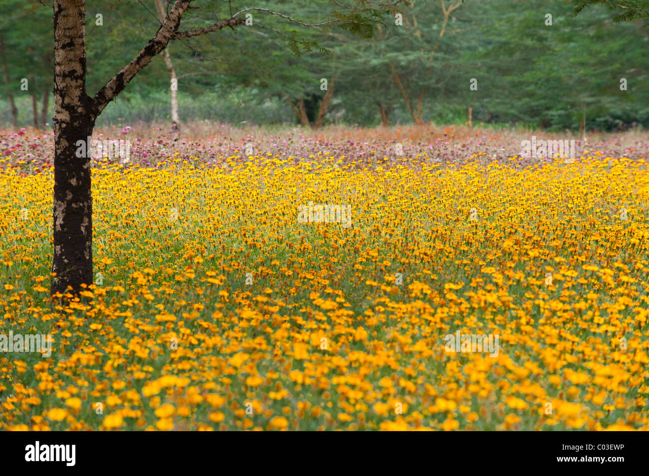 Flower fields Stock Photo