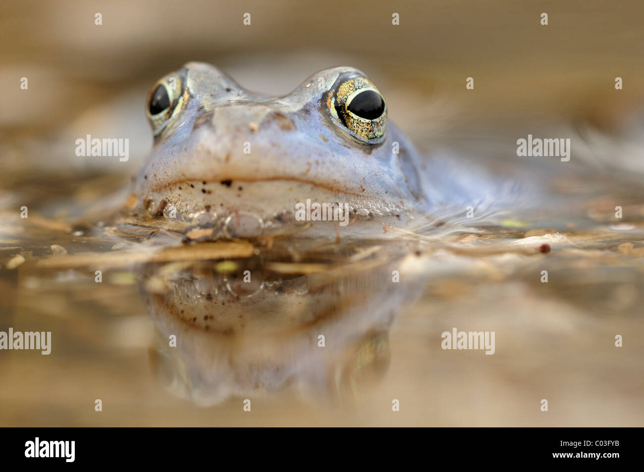 Moor frog (Rana arvalis) male, blue coloring during mating season, in a puddle of water on the Elbe river meadows in Dessau Stock Photo