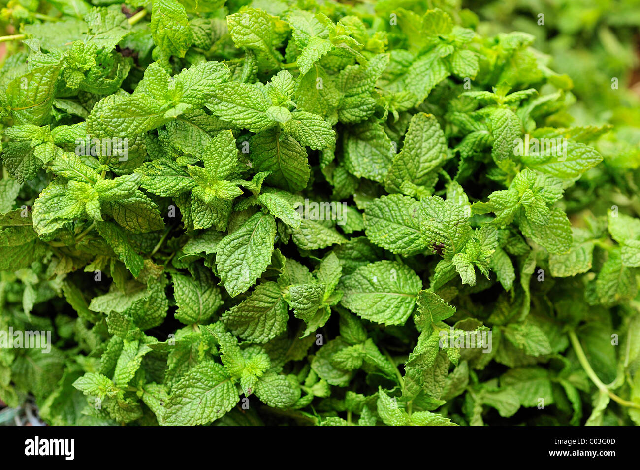 Mint (Mentha), Morocco, Africa Stock Photo