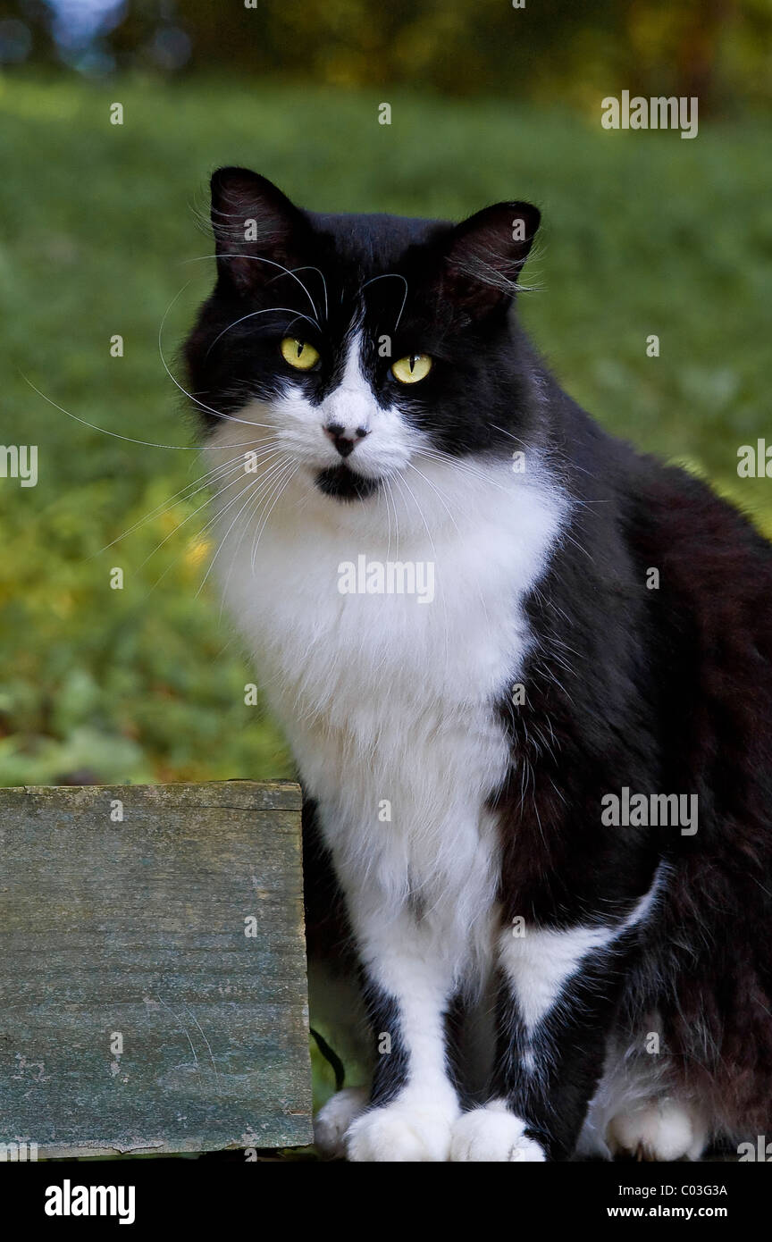 A black and white cat sitting in the grass on a summer day Stock Photo ...