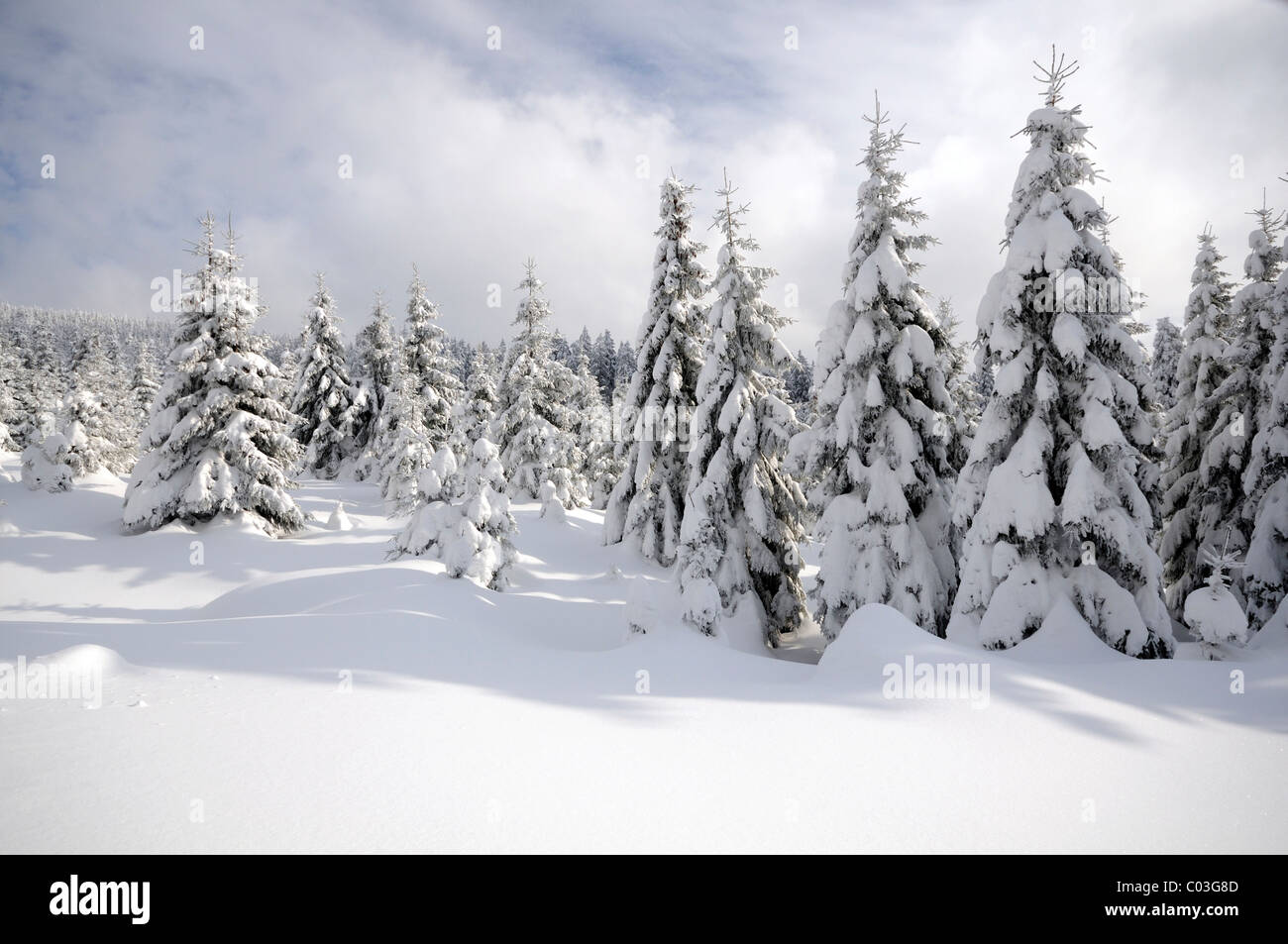 Winter landscape in Harz National Park, Saxony Anhalt, Germany, Europe Stock Photo