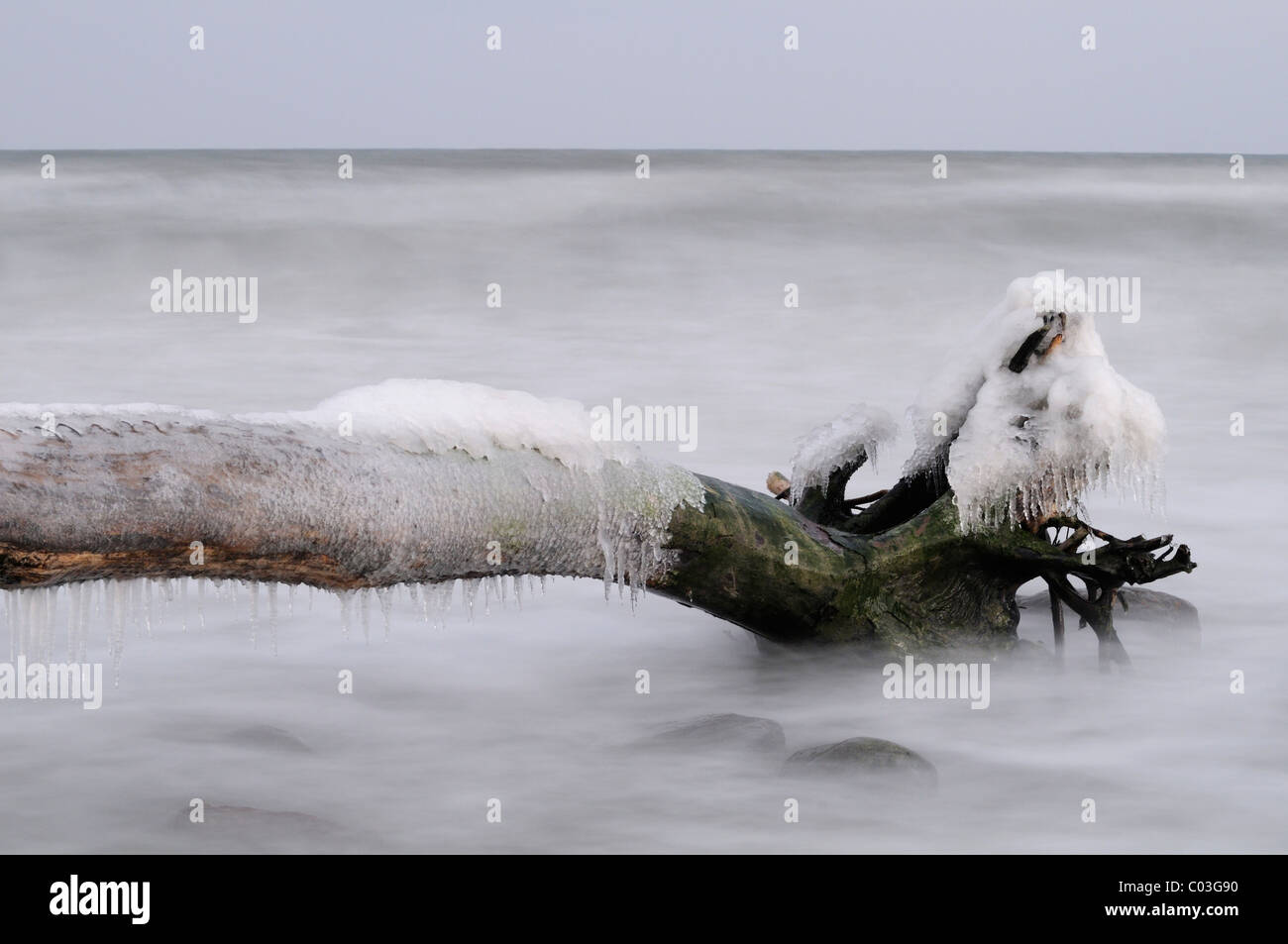 Ice-covered tree stump on the Baltic Sea shore, Jasmund National Park, Ruegen Island, Mecklenburg-Western Pomerania Stock Photo