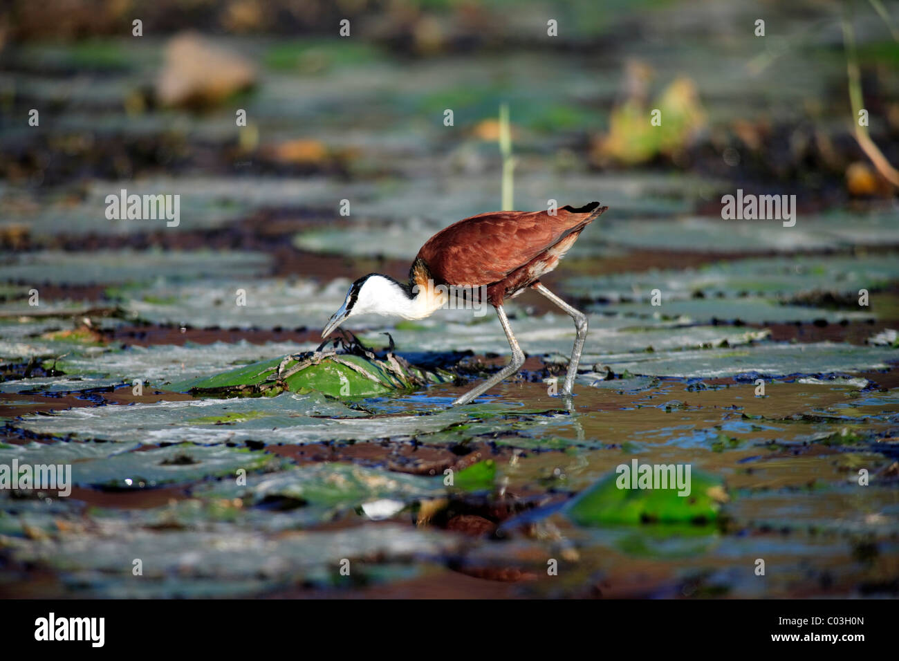 African Jacana (Actophilornis africanus), foraging adult, on water lily pad, Kruger National Park, South Africa, Africa Stock Photo