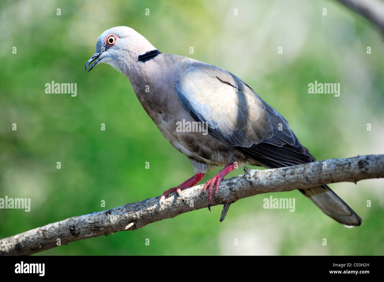 African Mourning Dove (Streptopelia decipiens), adult on tree, Kruger National Park, South Africa, Africa Stock Photo