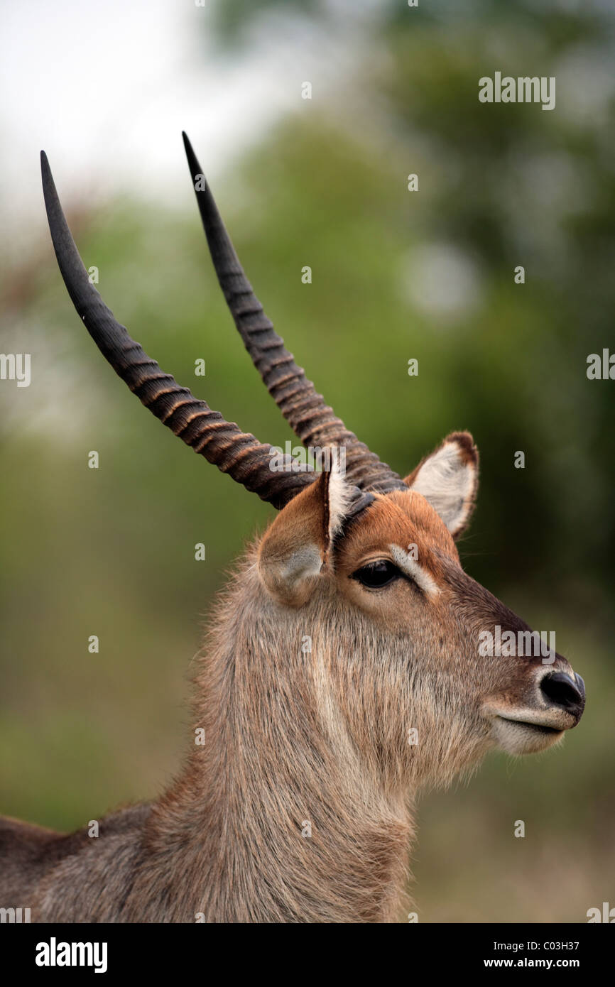 Common Waterbuck (Kobus ellipsiprymnus), adult, male, portrait, Kruger National Park, South Africa, Africa, Stock Photo