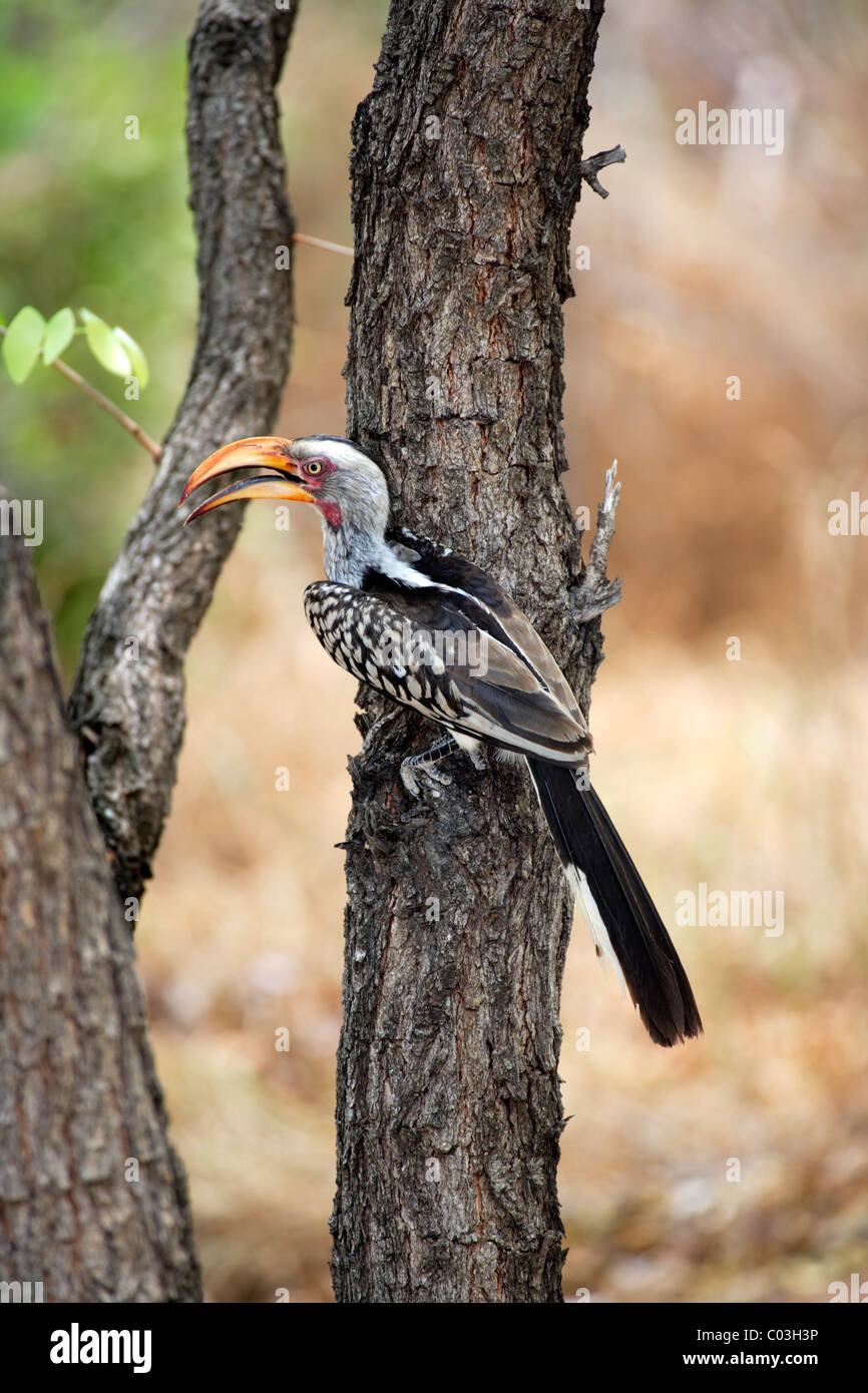 Yellow-billed Hornbill (Tockus flavirostri), adult on tree, Kruger National Park, South Africa, Africa, Stock Photo