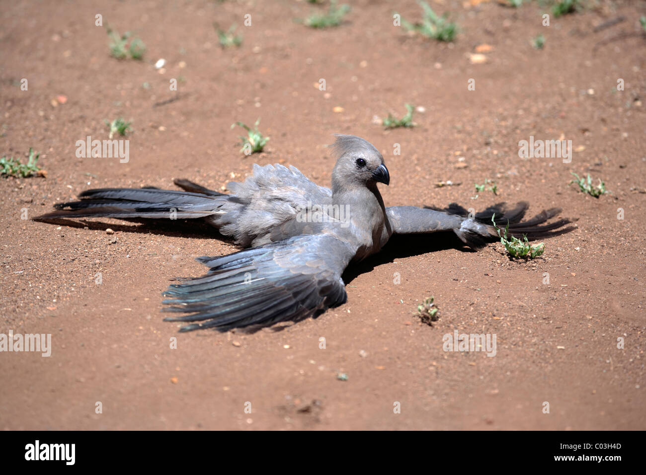 Grey Lourie (Corythaixoides concolor), adult sunbathing, Kruger National Park, South Africa, Africa, Stock Photo