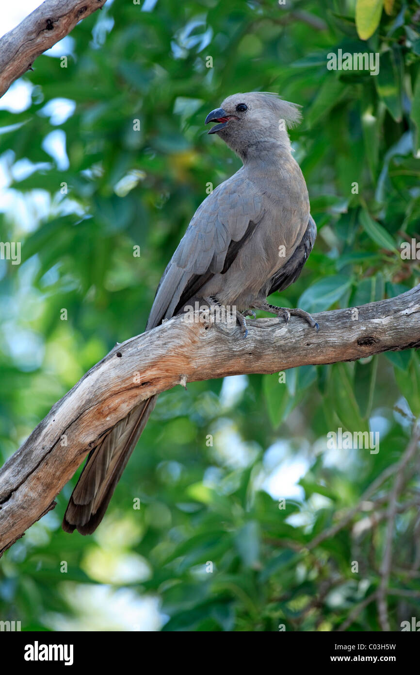 Grey Lourie (Corythaixoides concolor), adult in tree, Kruger National Park, South Africa, Africa Stock Photo