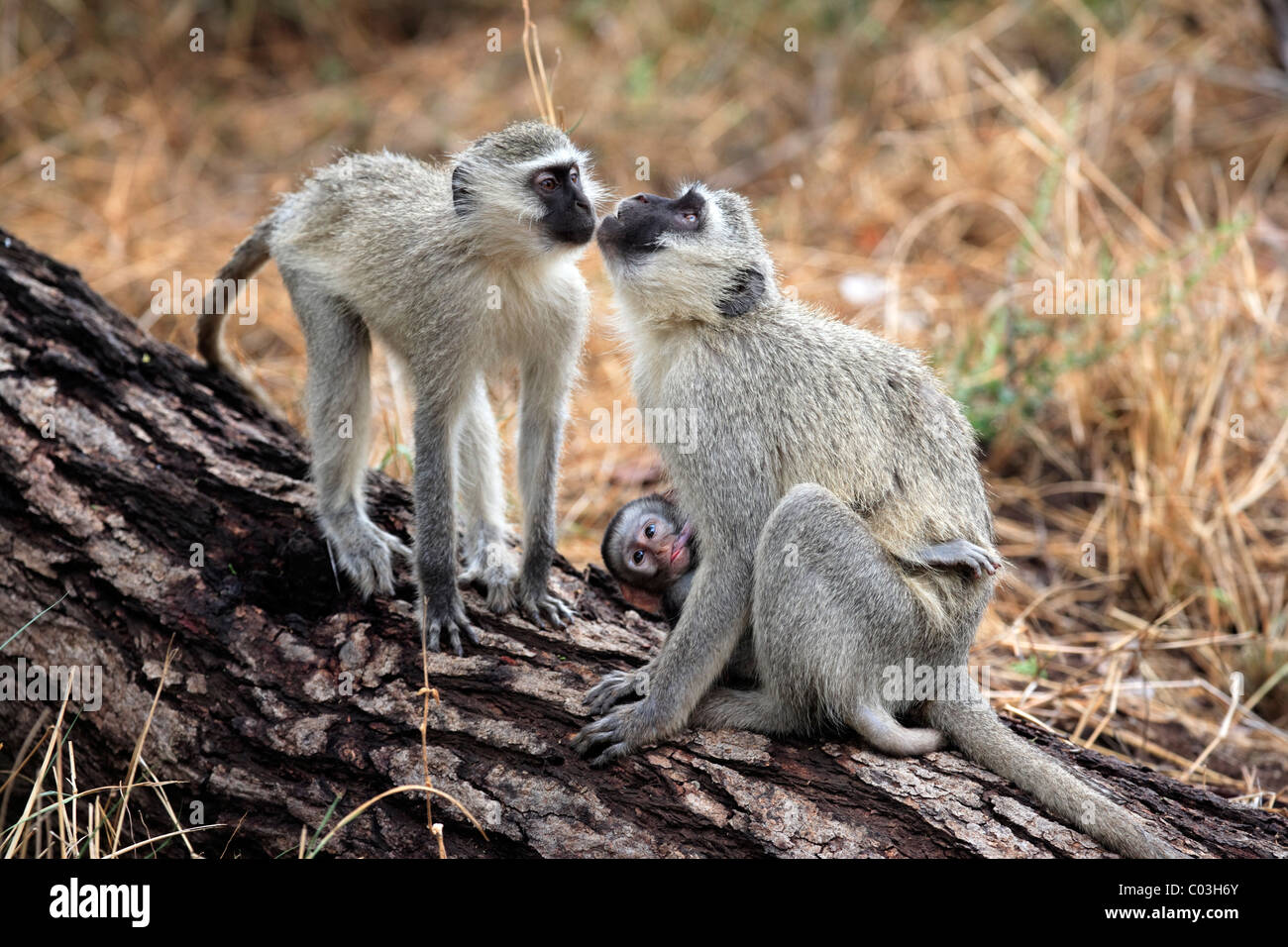 Vervet Monkey, Grivet Monkey (Cercopithecus aethiops), female adult with suckling young on tree, social behaviour Stock Photo