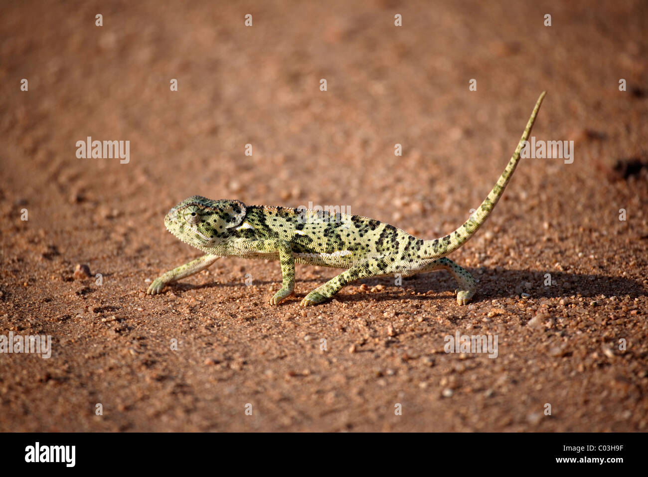 Flap-necked Chameleon (Chamaeleo dilepsis), adult on the ground, Kruger National Park, South Africa, Africa Stock Photo