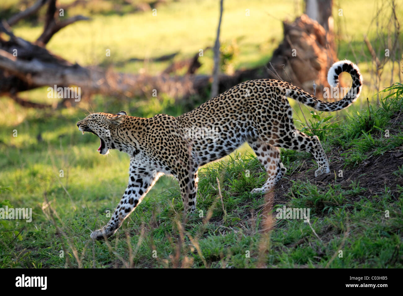 African leopards inspire Chinese `Leopard Fitness' grandpa