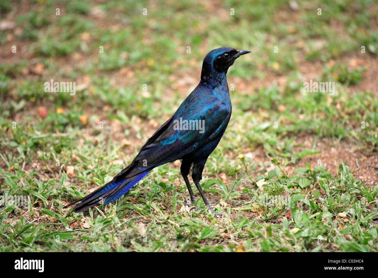 Meves's Glossy-starling (Lamprotornis mevesii), adult on ground, Kruger National Park, South Africa, Africa Stock Photo