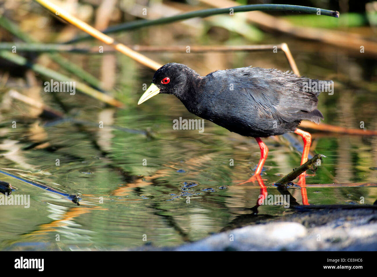 Black crake amaurornis flavirostris hi res stock photography and images