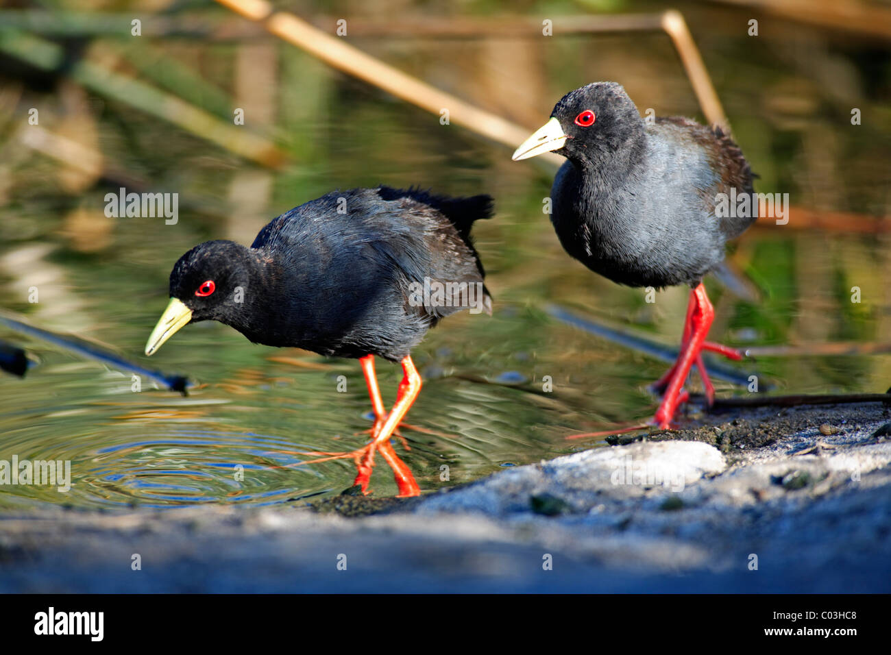 African Black Crake (Amaurornis flavirostris), adults foraging in water, Kruger National Park, South Africa, Africa Stock Photo