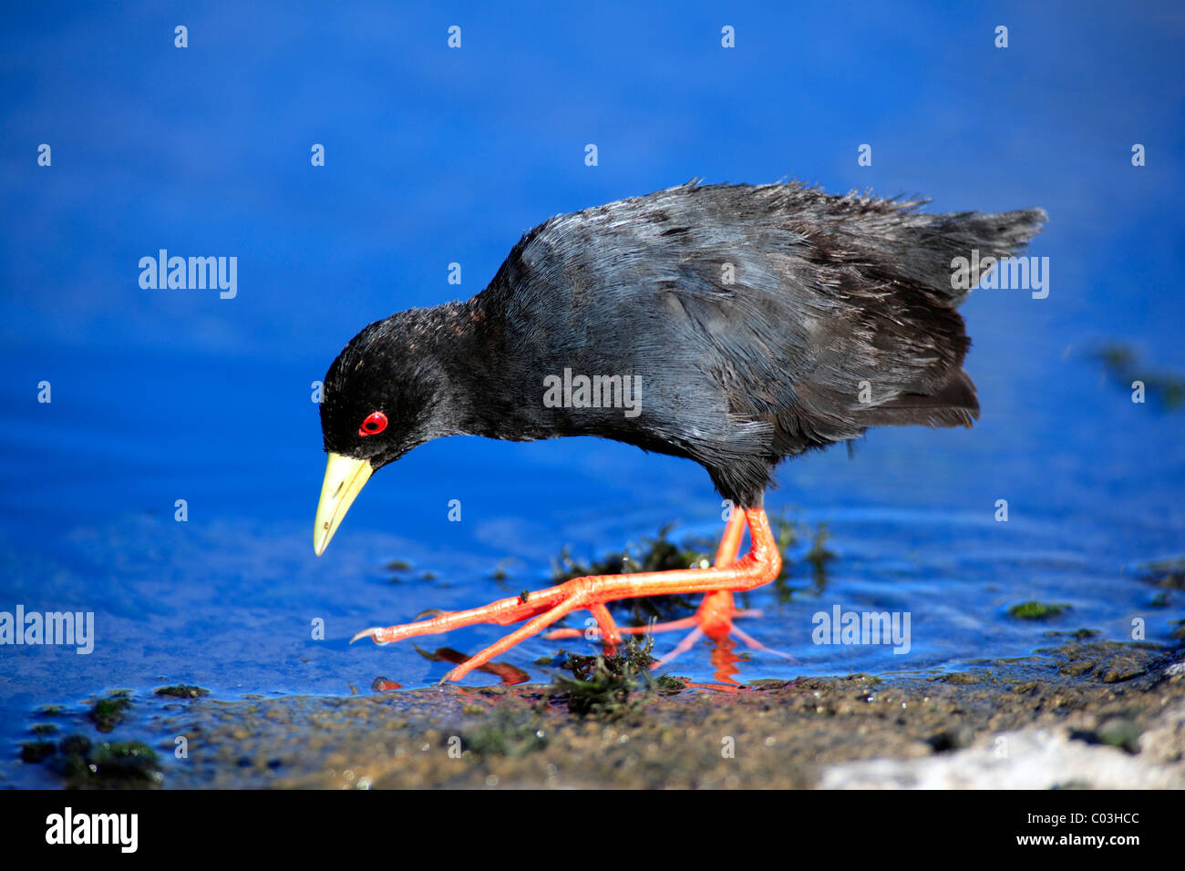 African Black Crake (Amaurornis flavirostris), adult foraging in water