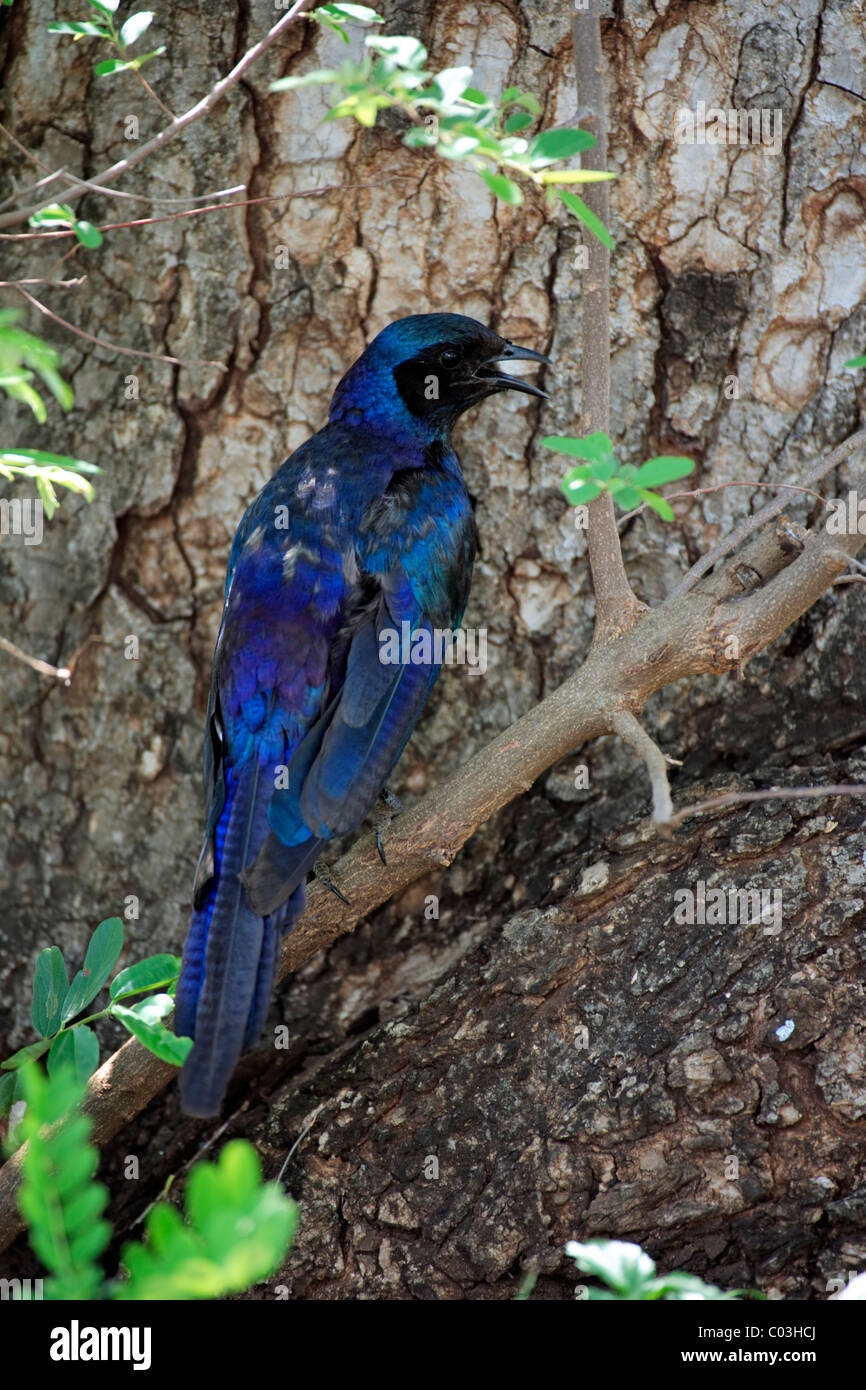 Burchell's Glossy-starling (Lamprotornis australis), adult in tree, Kruger National Park, South Africa, Africa Stock Photo
