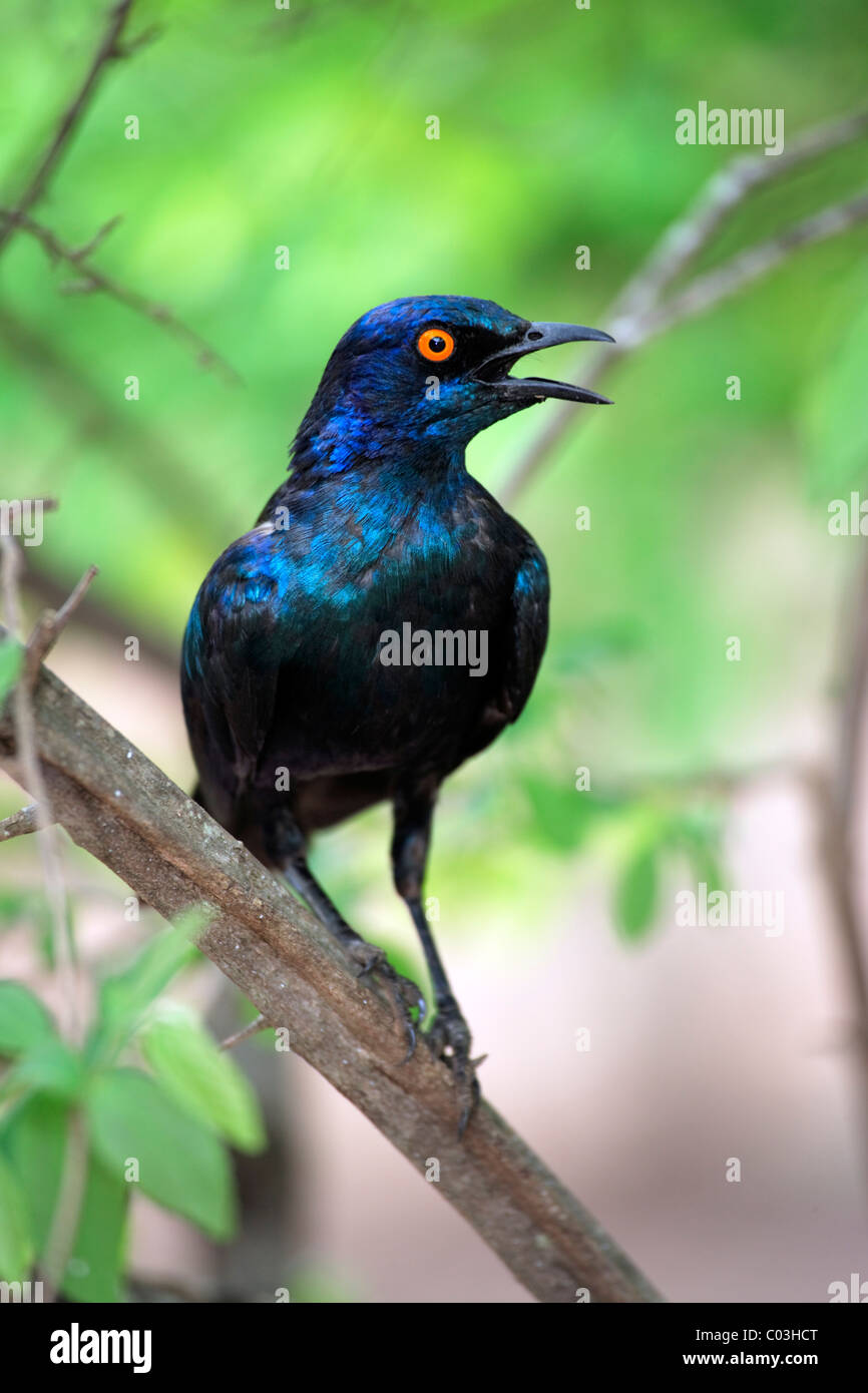 Red-shouldered Glossy-starling (Lamprotornis nitens), adult in tree, Kruger National Park, South Africa, Africa Stock Photo