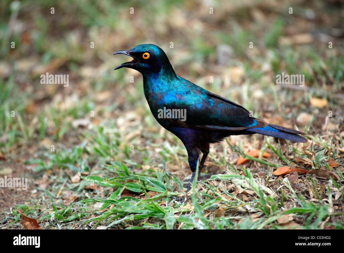 Red-shouldered Glossy-starling (Lamprotornis nitens), adult on the ground, Kruger National Park, South Africa, Africa Stock Photo