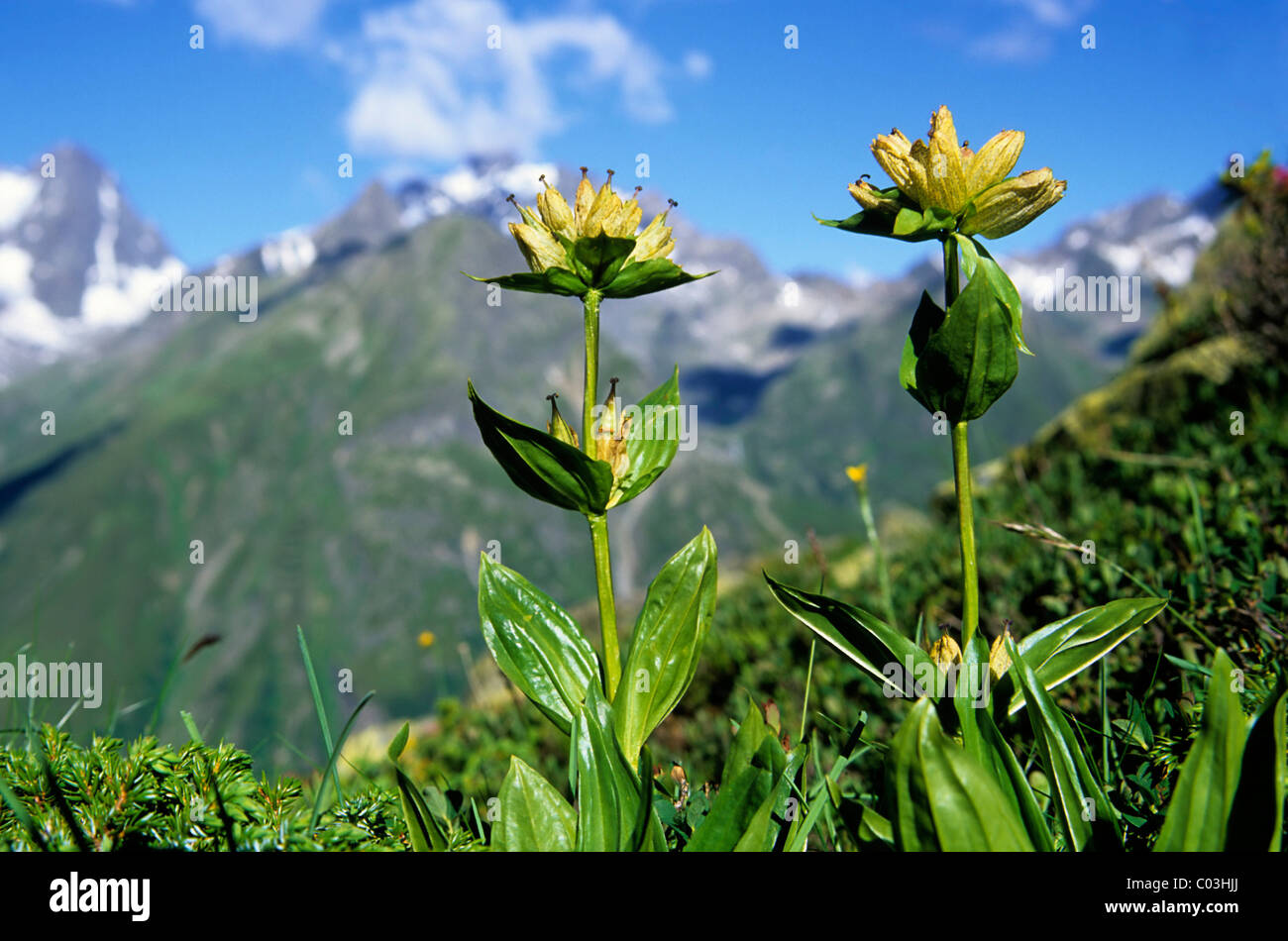 Spotted Gentian (Gentiana punctata), Pitztal, Tyrol, Austria, Europe Stock Photo