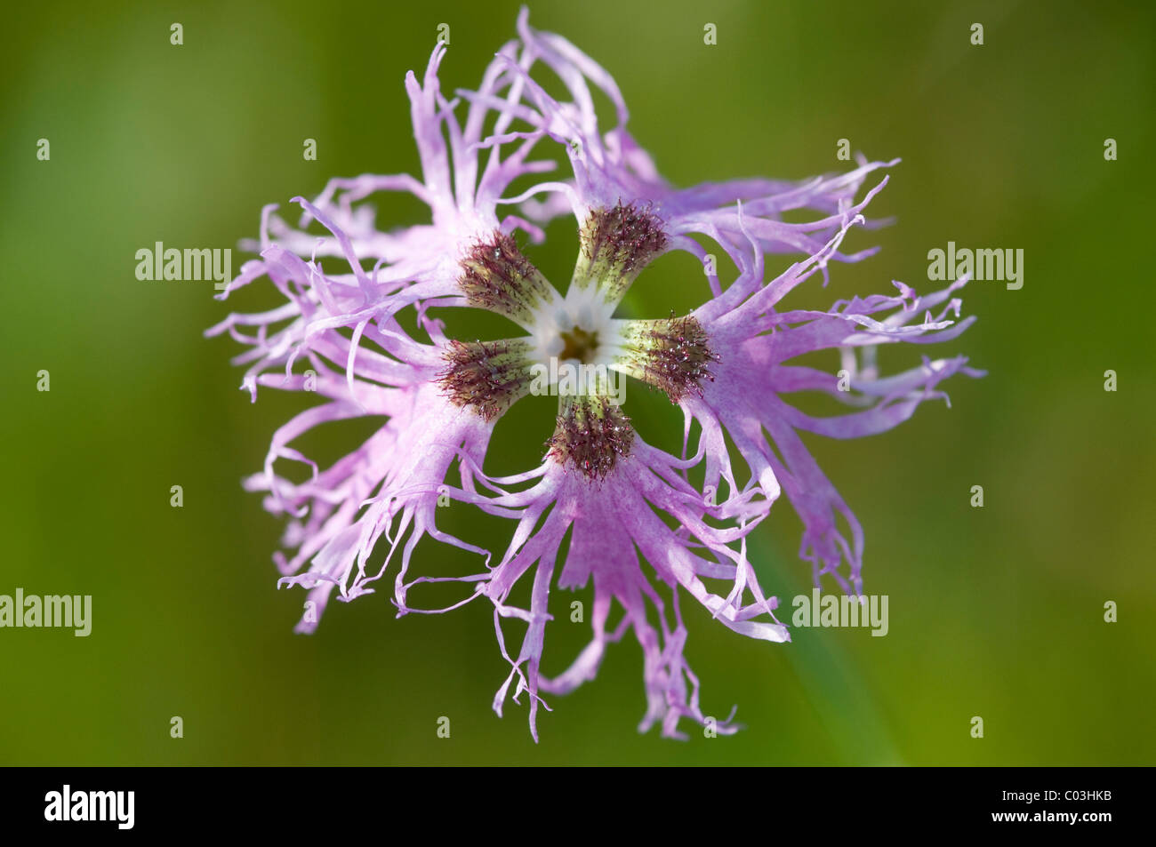 Carnation varieties hires stock photography and images Alamy