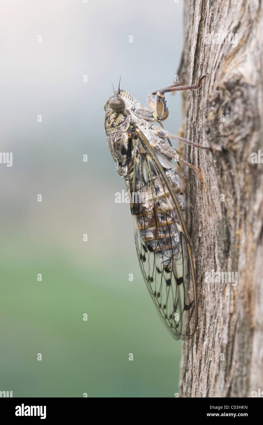 Cicada (Auchenorrhyncha), Italy Stock Photo