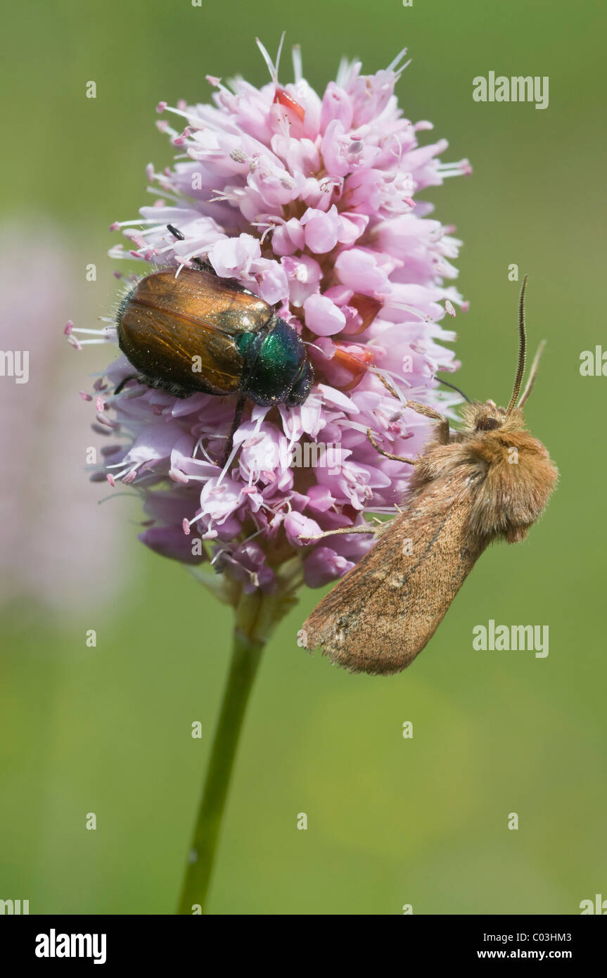 Garden Chafer (Phyllopertha horticola) and a spinner moth on Fleece Flower (Polygonum affine) Stock Photo