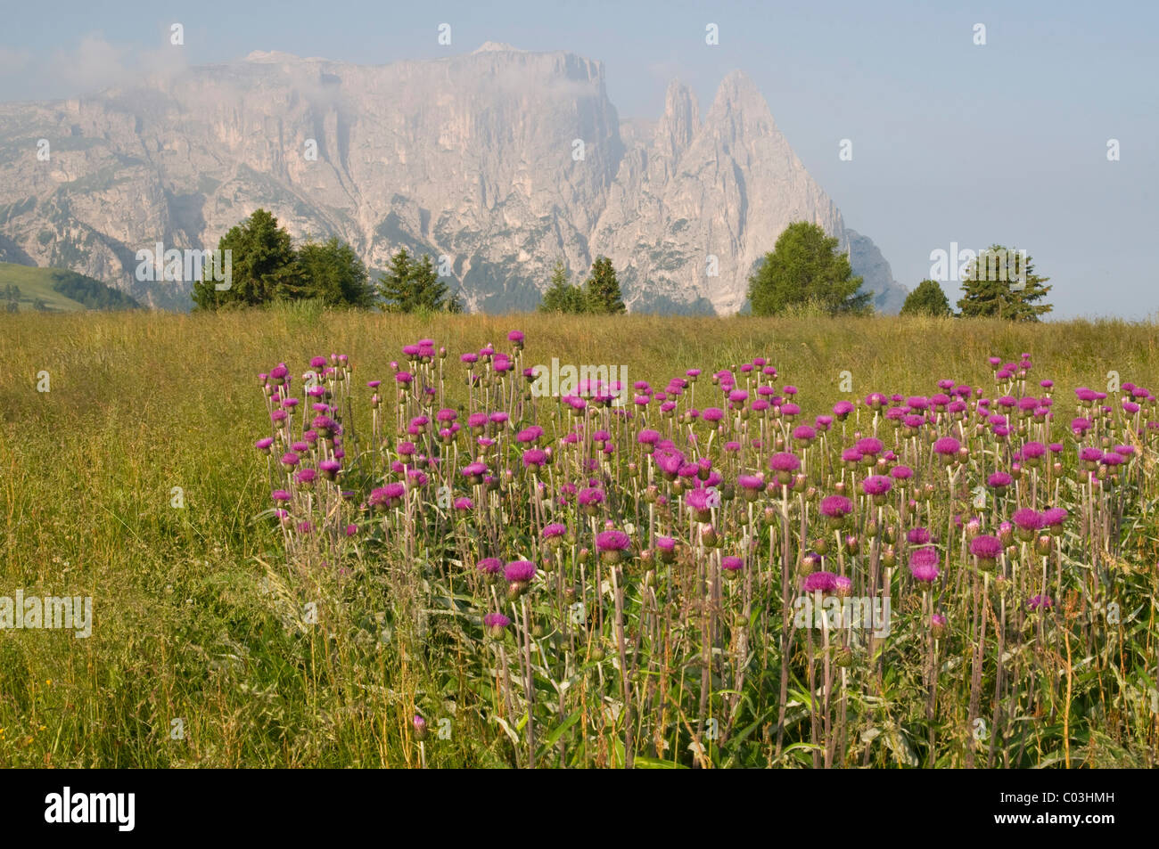 Melancholy Thistle (Cirsium helenioides) in front of Schlern Mountain, Seiser Alm, Dolomites, Alto Adige, Italy, Europe Stock Photo