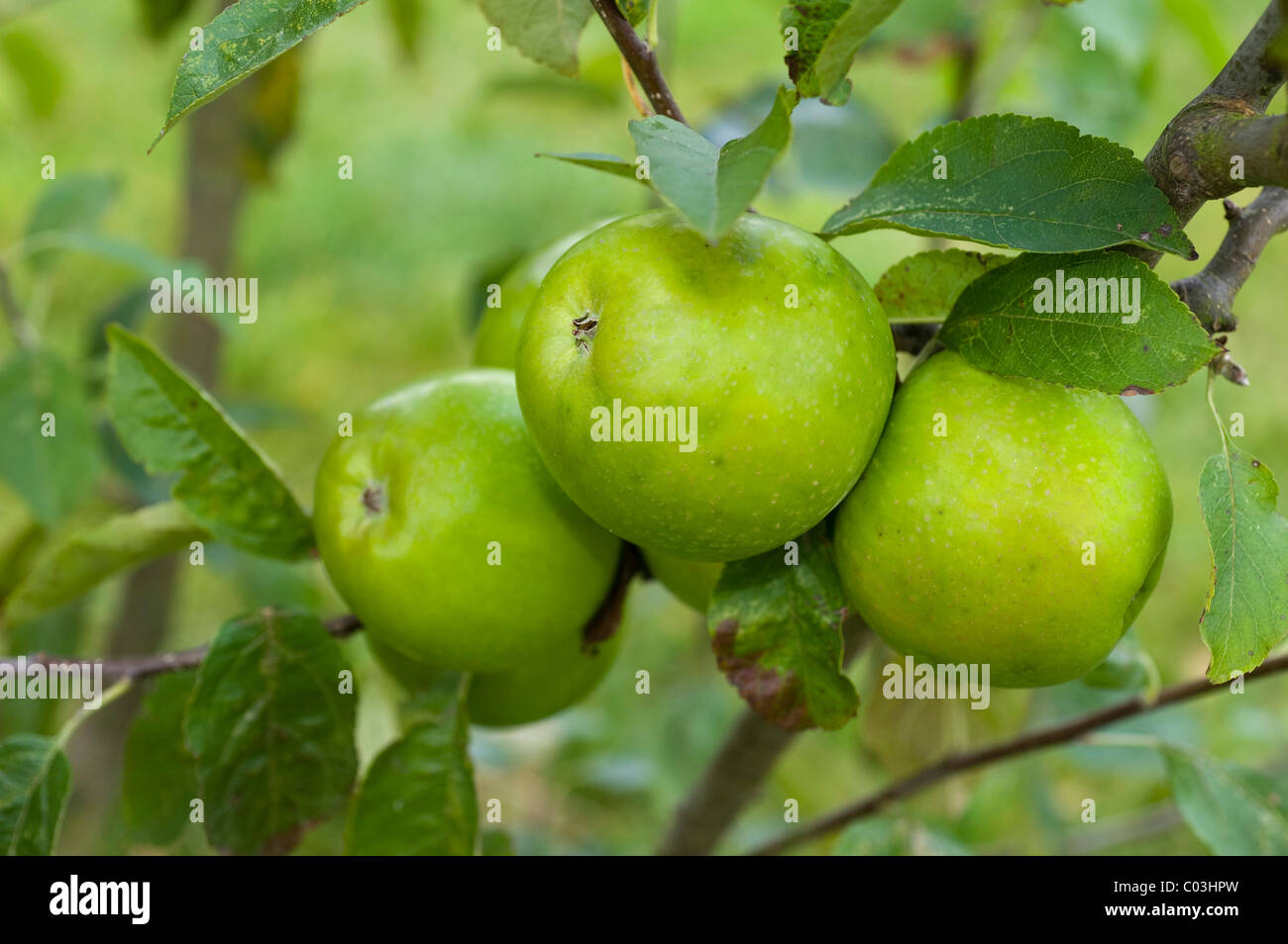Green apples (Malus), Granny Smith Stock Photo