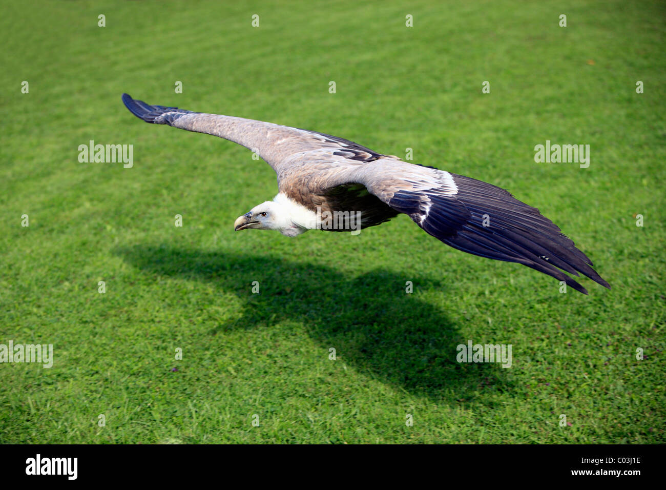 Griffon Vulture (Gyps fulvus), adult bird flying, Germany, Europe Stock Photo