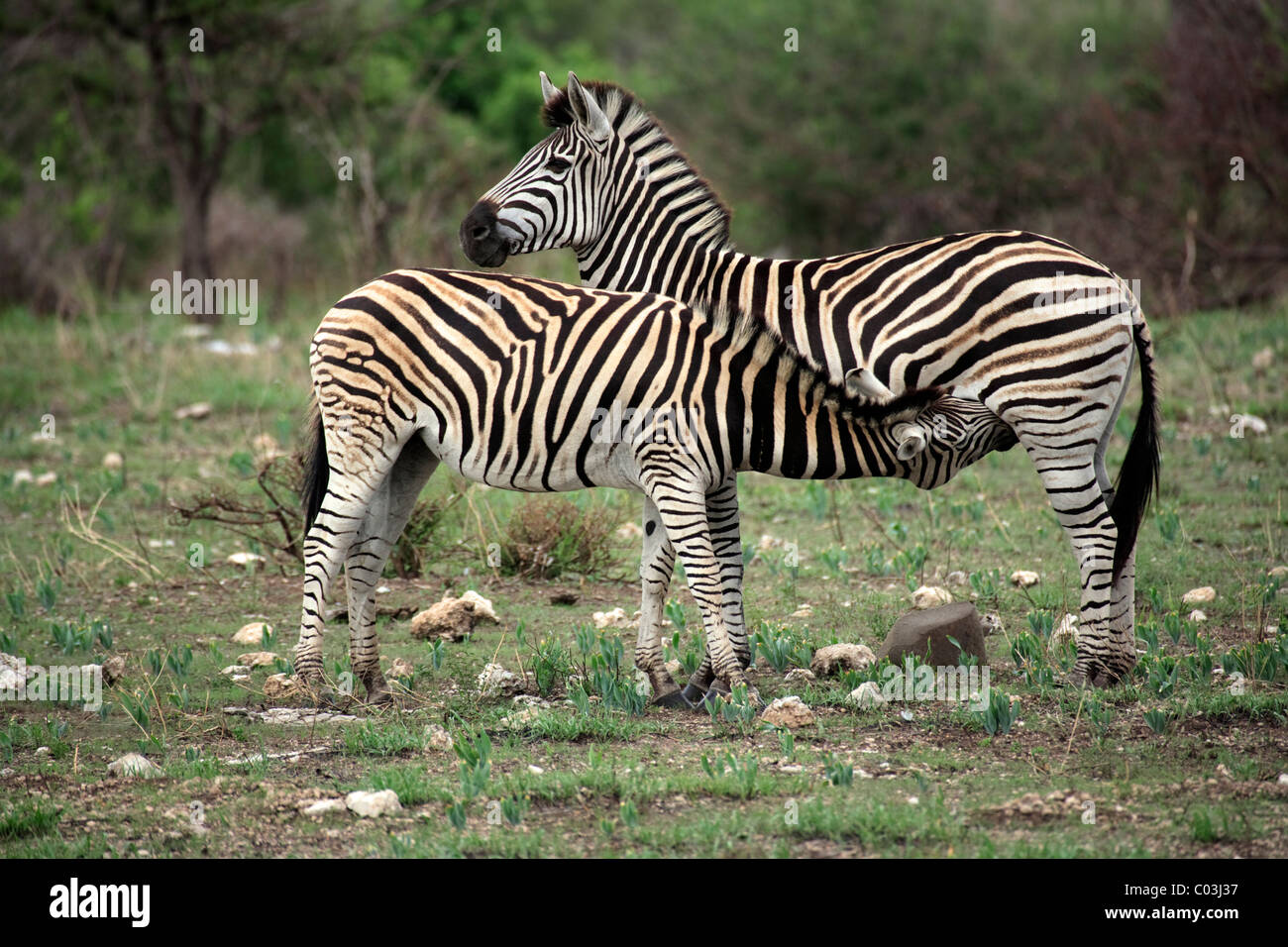 Plains Zebra, Burchell's Zebra (Equus quagga), female adult with suckling young, Kruger National Park, South Africa, Africa Stock Photo