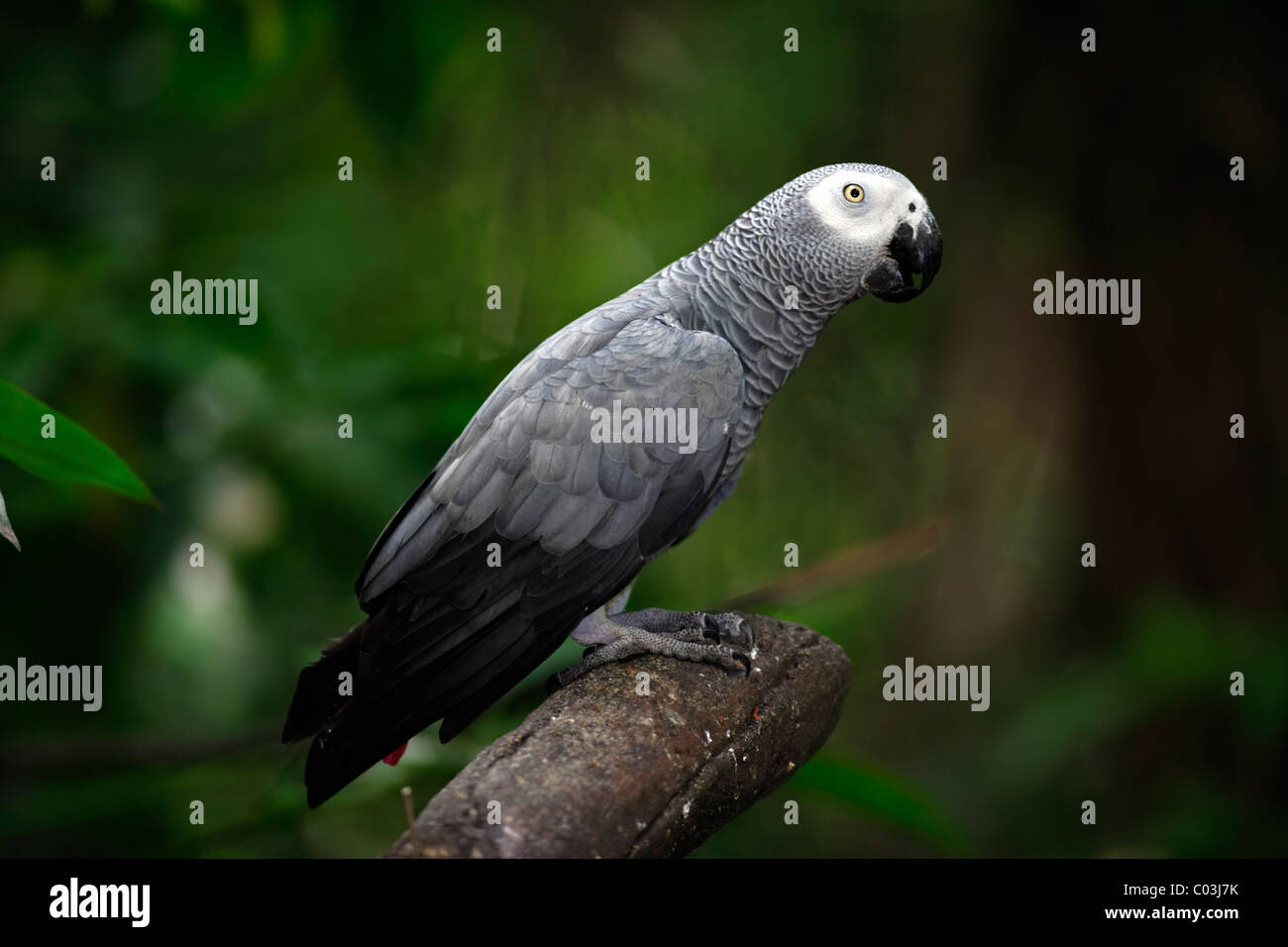African Grey Parrot (Psittacus erithacus), adult bird in a tree, West Africa, Central Africa Stock Photo