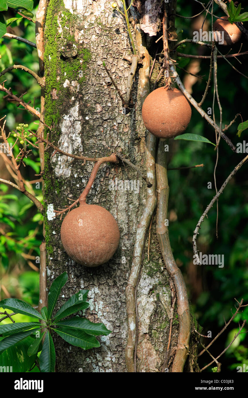Cannonball Tree (Couroupita guianensis), fruit on the tree, Singapore, Asia Stock Photo